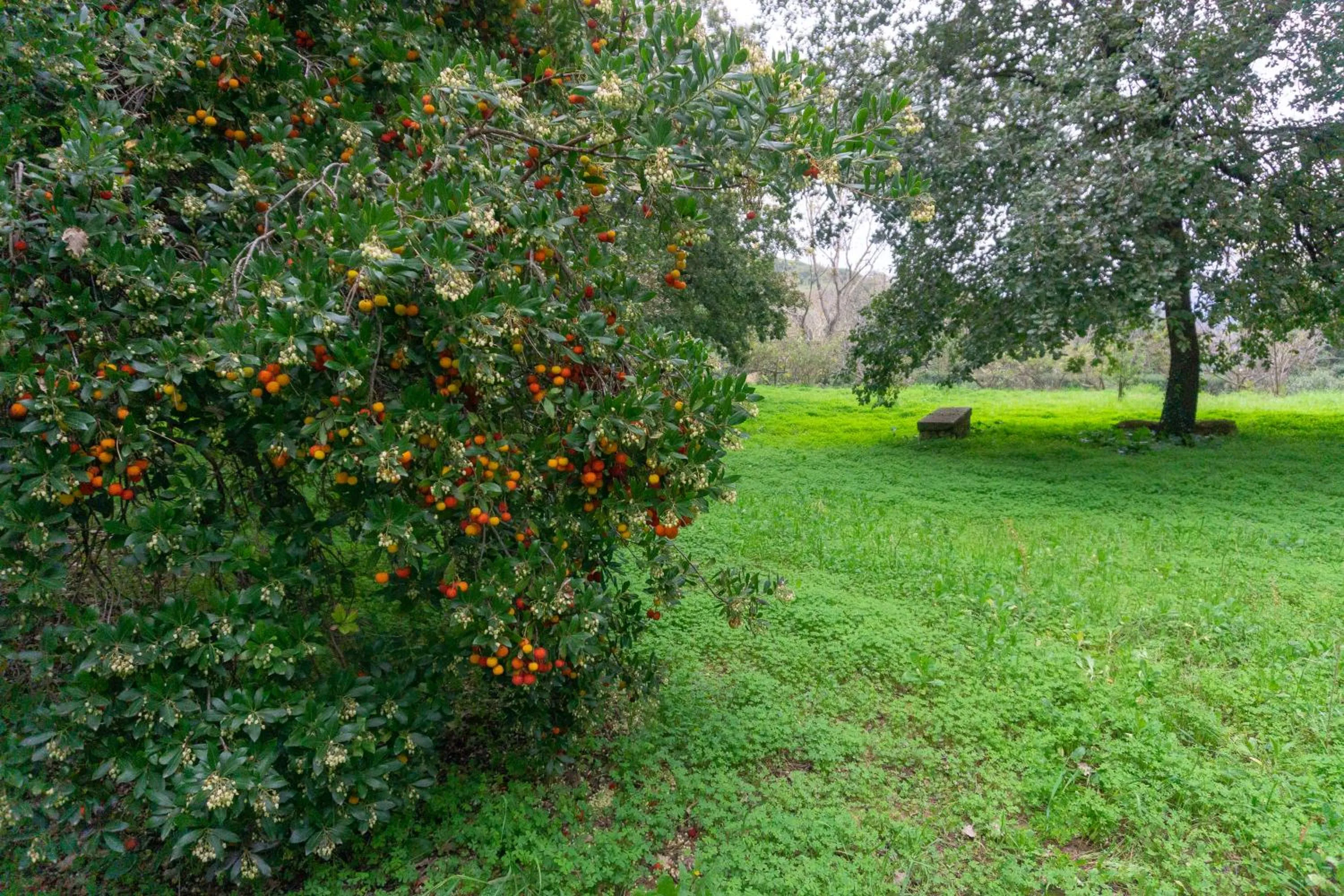 Garden in Villa Trigona