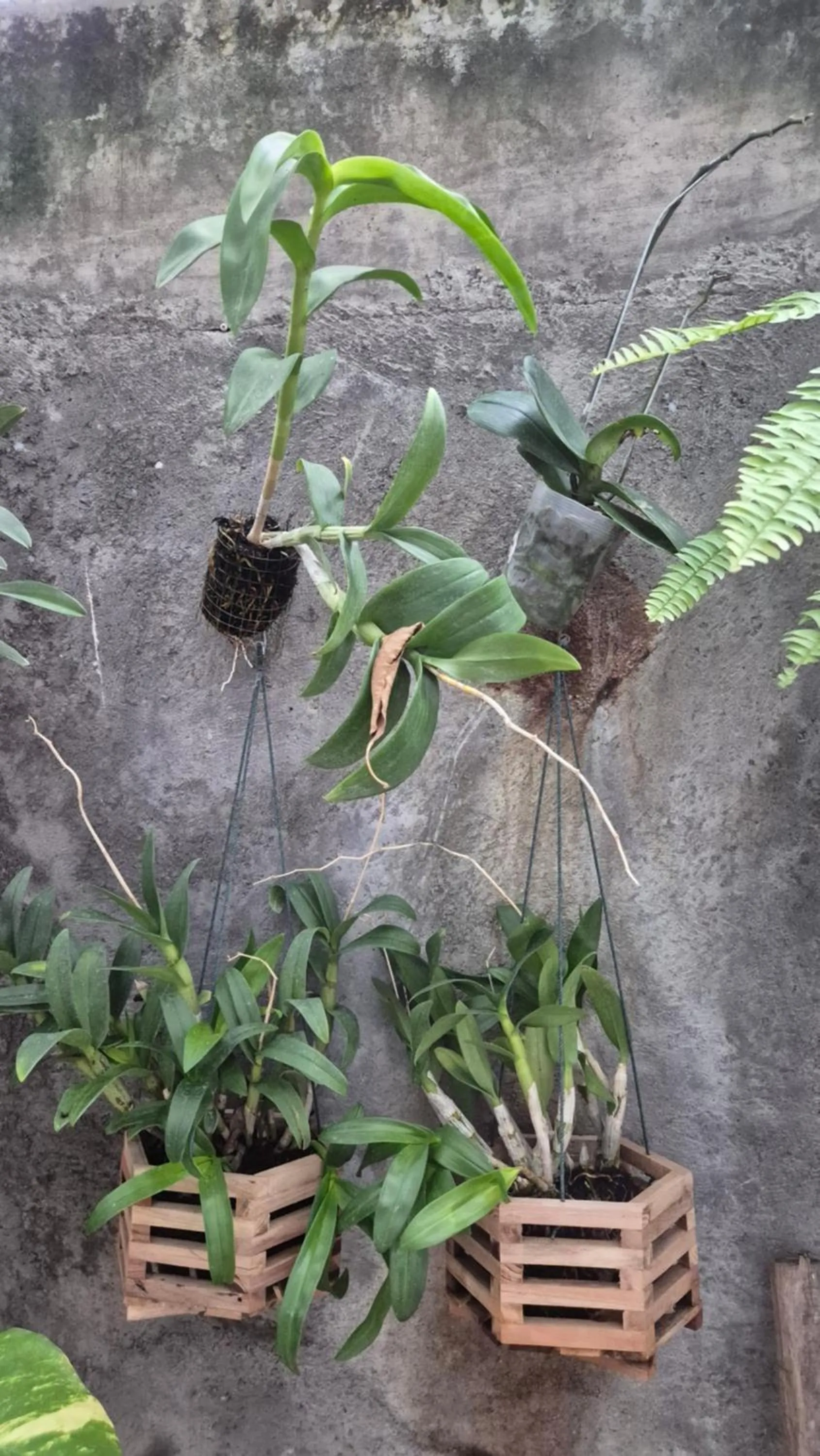 Property building in Laksmi Guest House