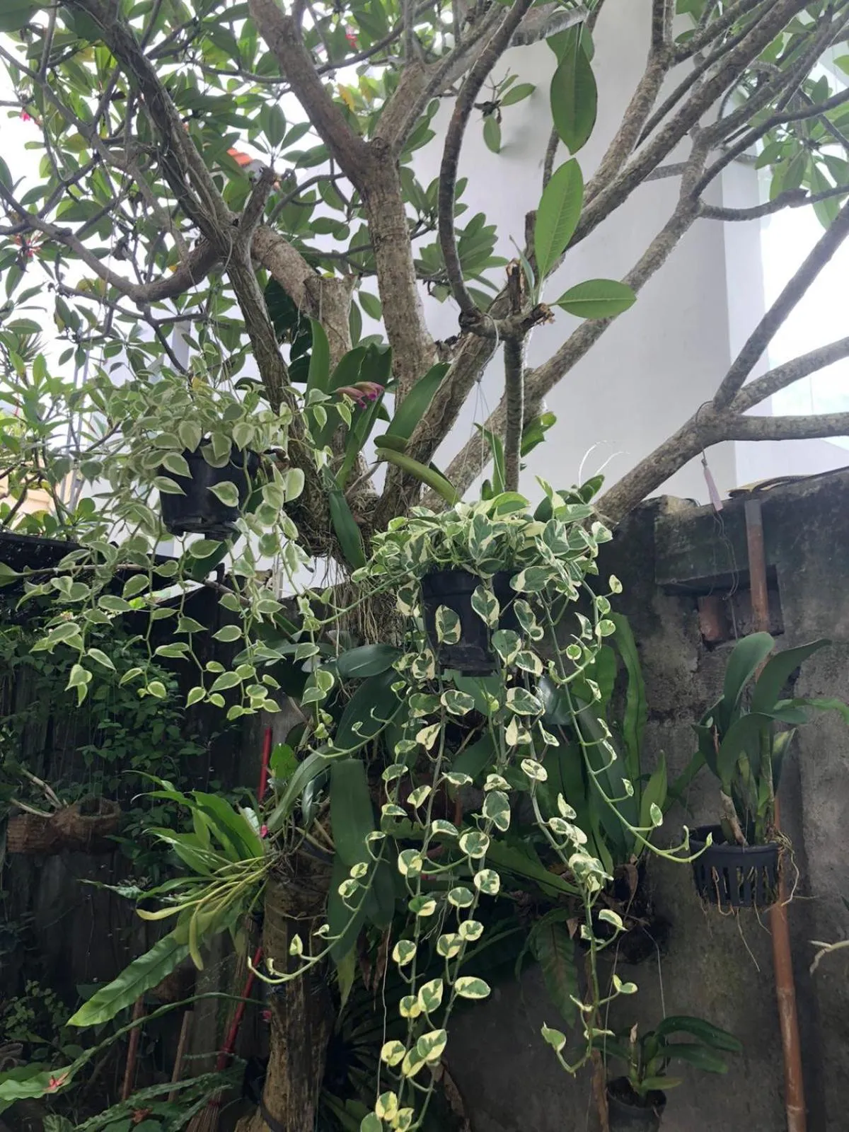 Property building in Laksmi Guest House