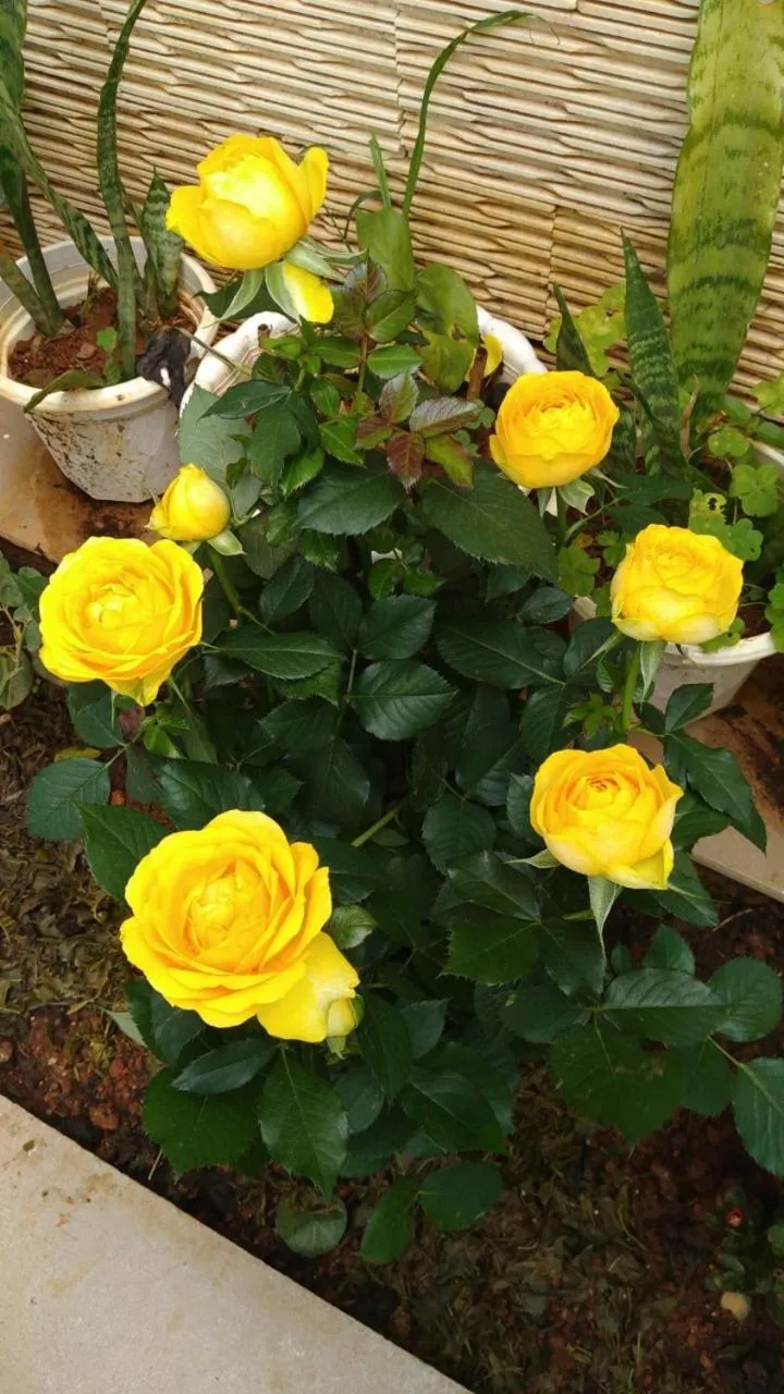 Garden in Mai DaLat Homestay