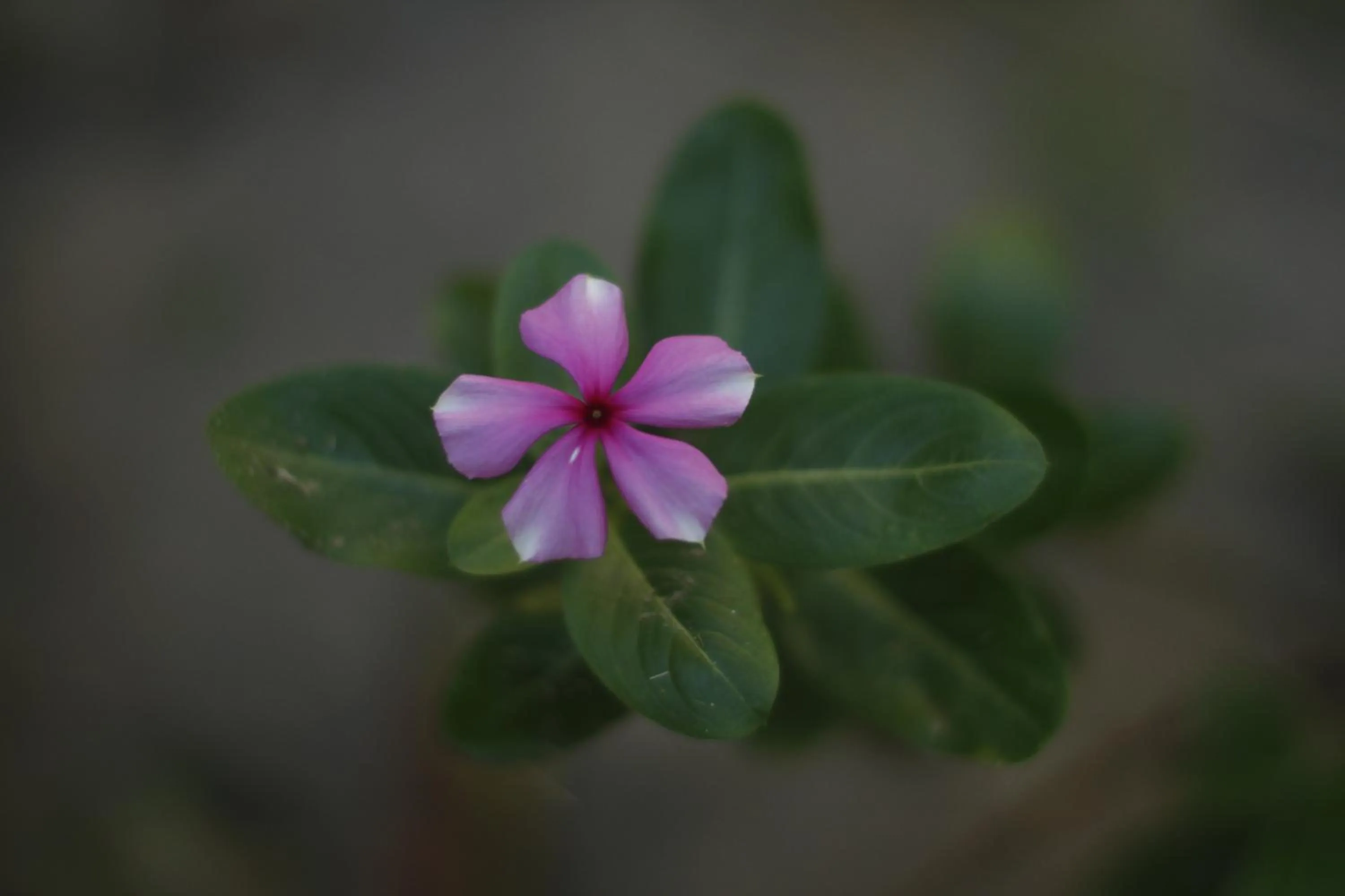 Garden in Pousada Da Praia CARAIVA