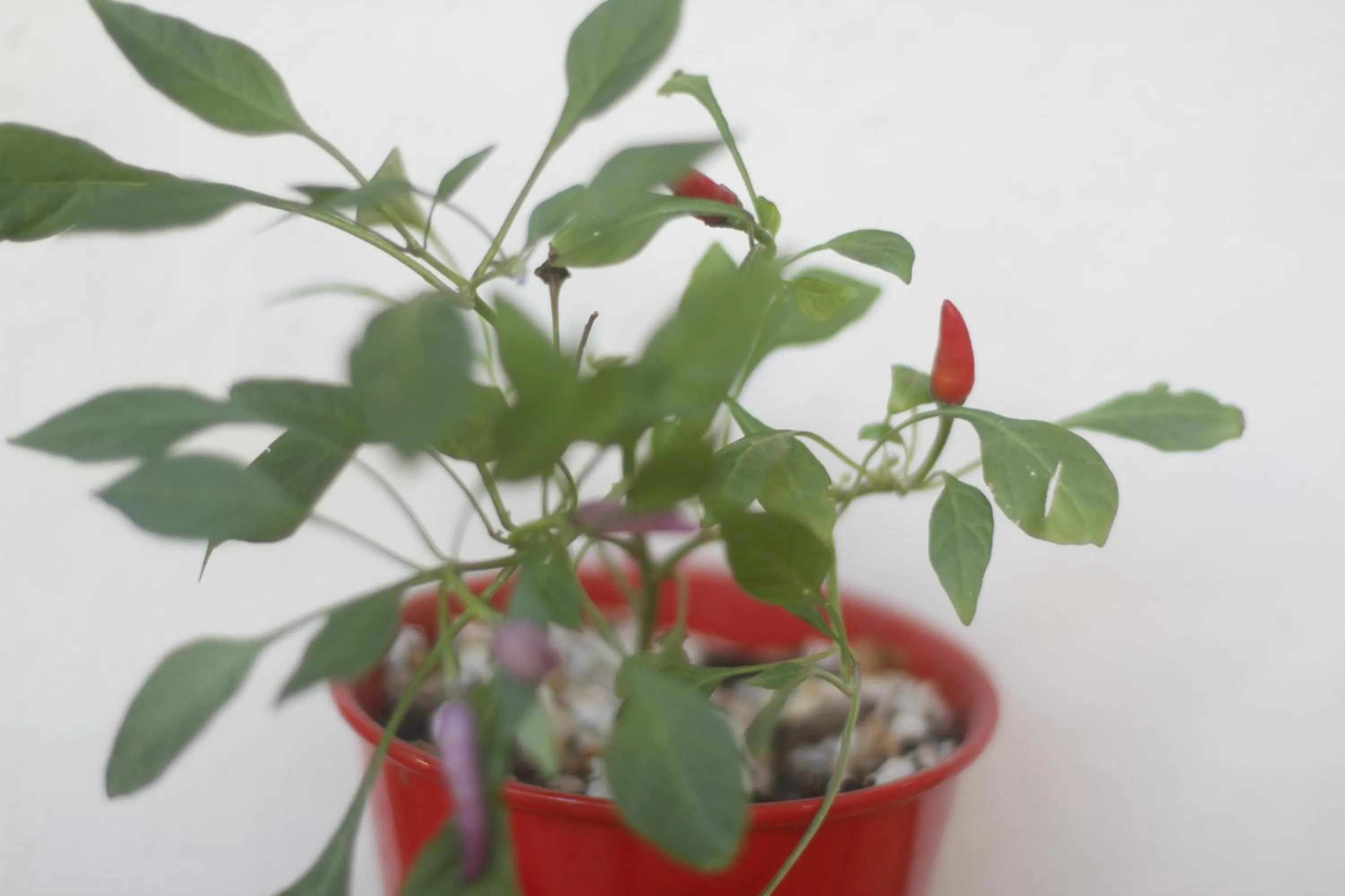 Garden in Pousada Da Praia CARAIVA