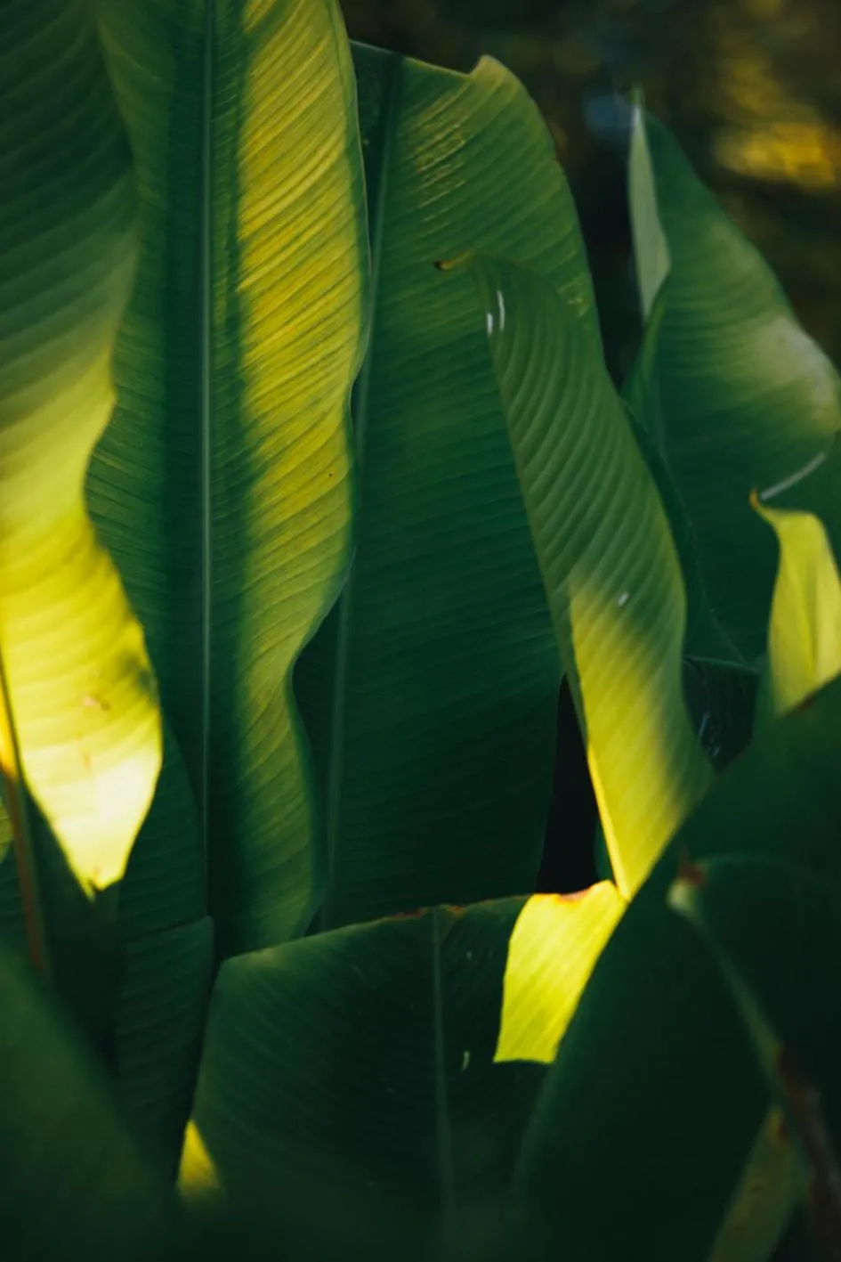 Garden in Pousada Da Praia CARAIVA