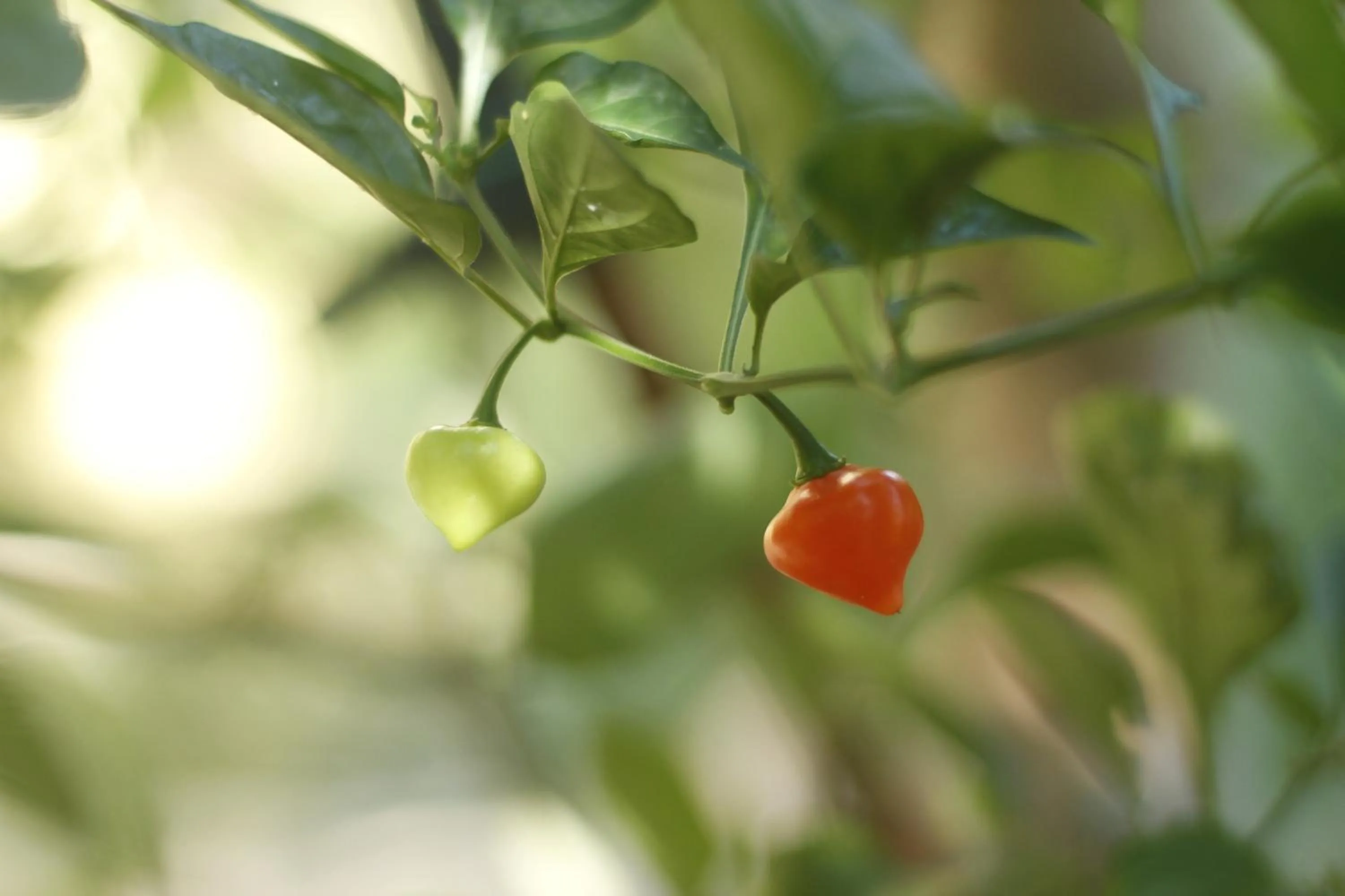 Garden in Pousada Da Praia CARAIVA