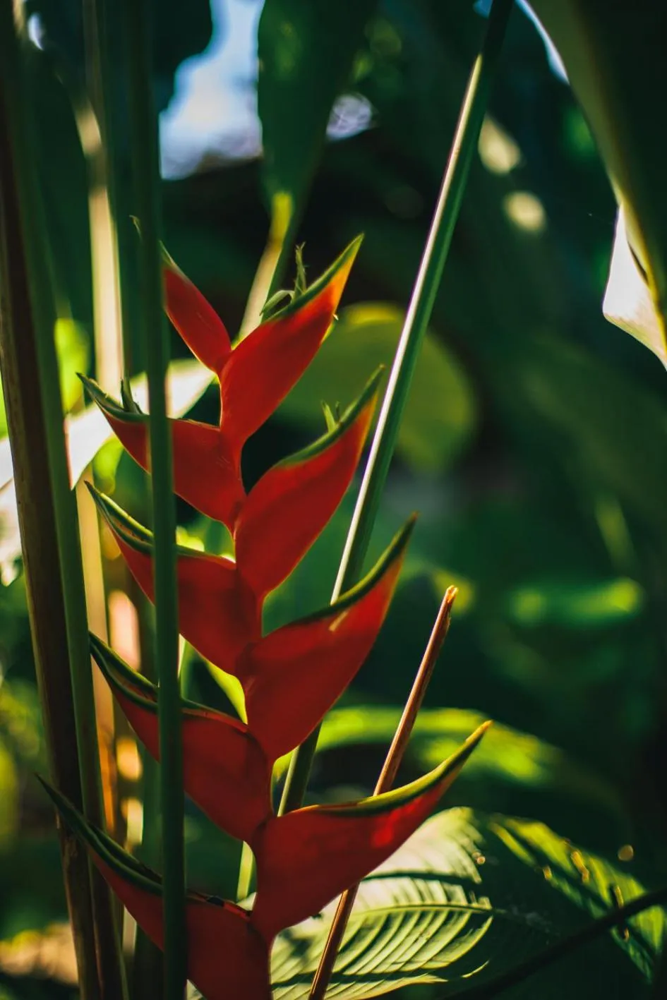 Garden in Pousada Da Praia CARAIVA