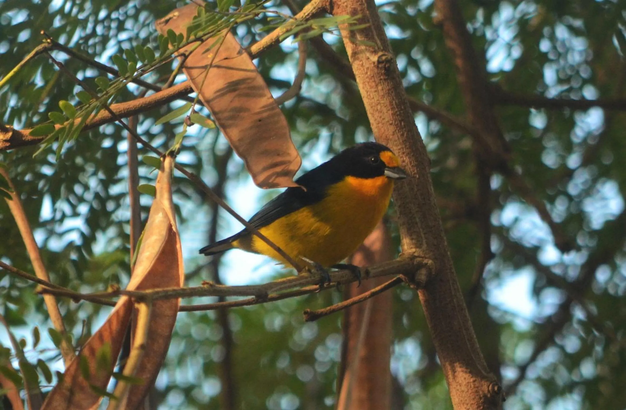 Animals in Pousada Da Praia CARAIVA