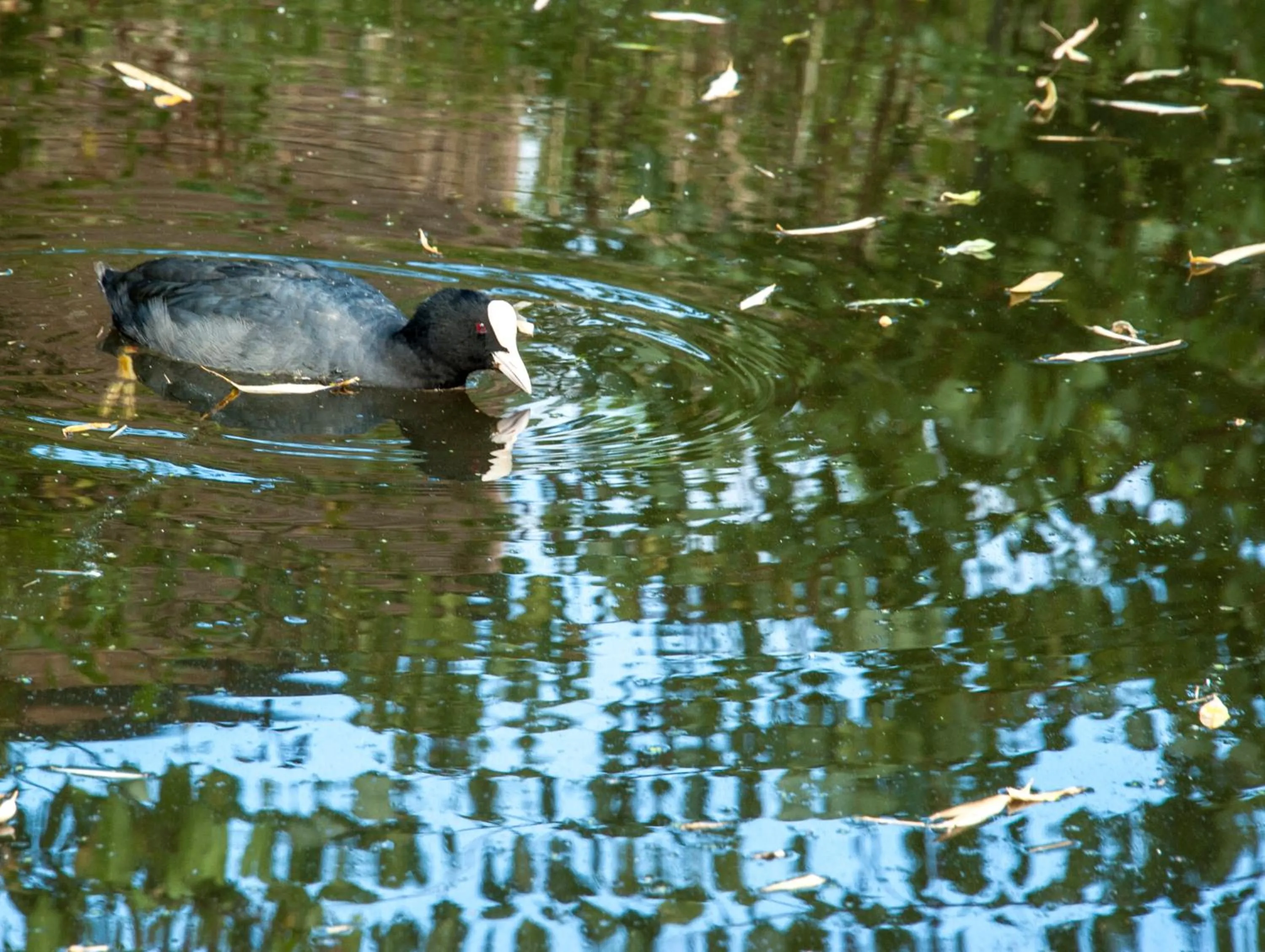Animals in Canal Garden Apartment StayWell Amsterdam