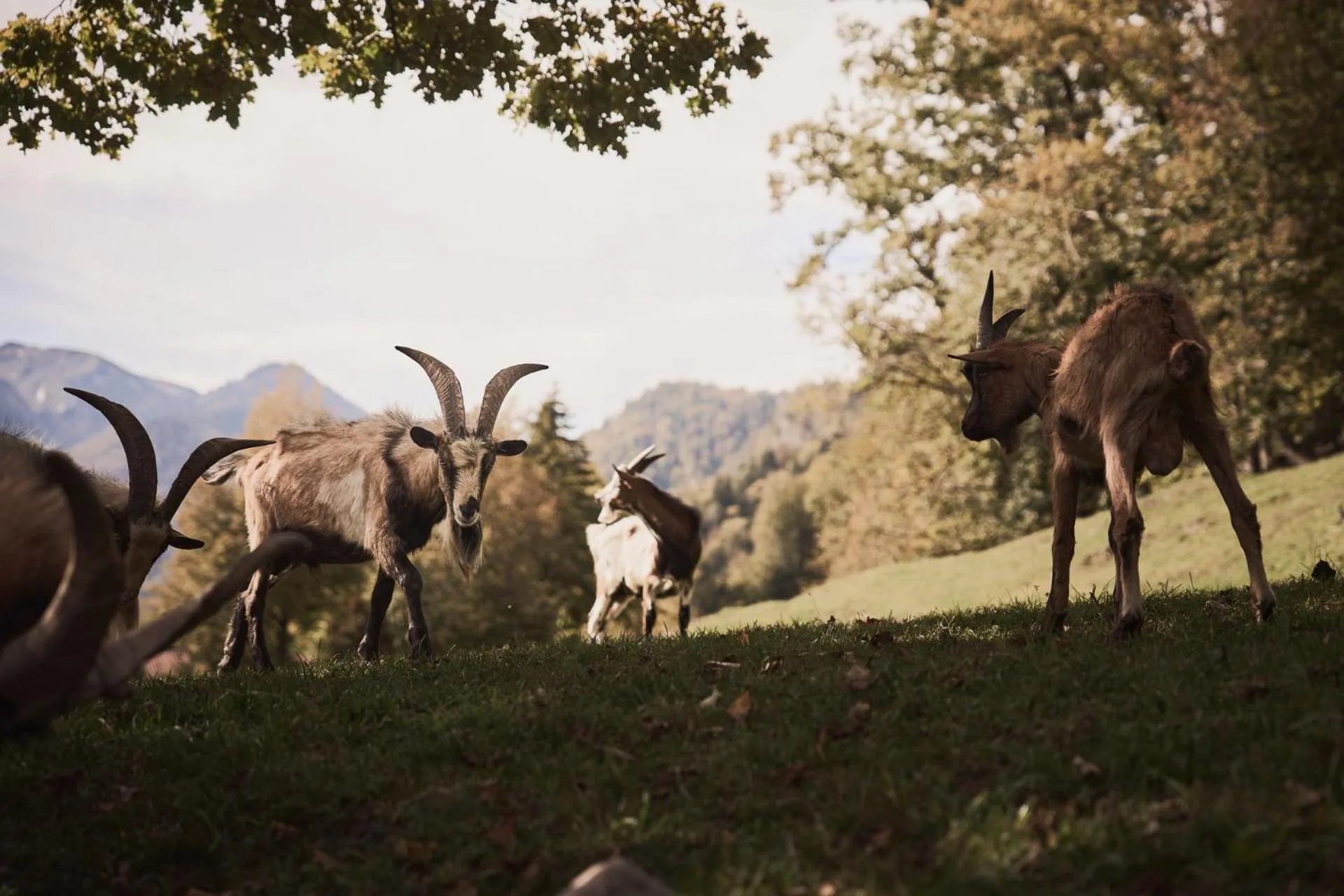 Animals in Rait´ner Wirt