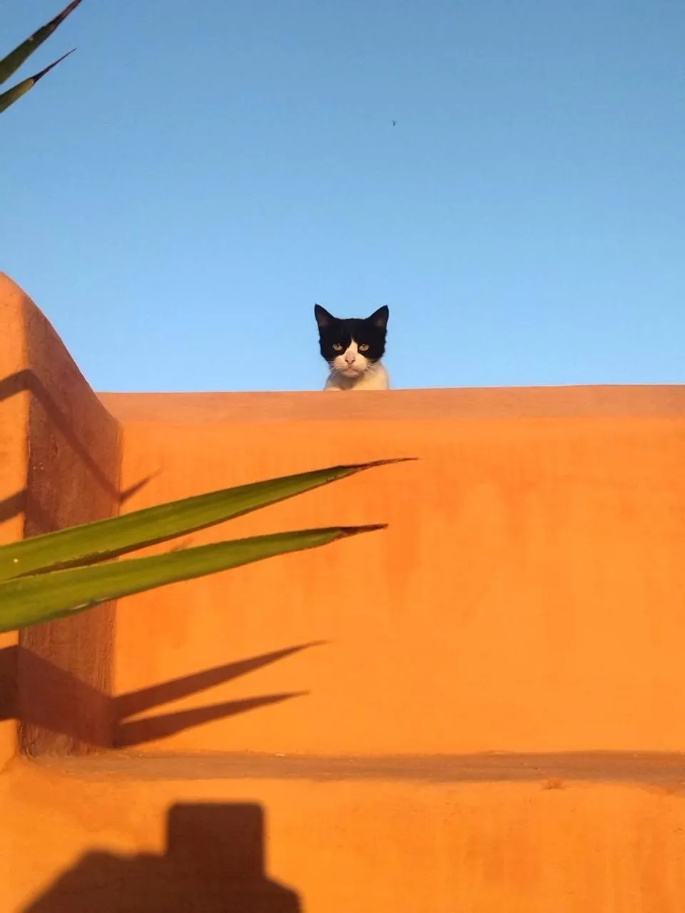 Patio in Dar El Qadi