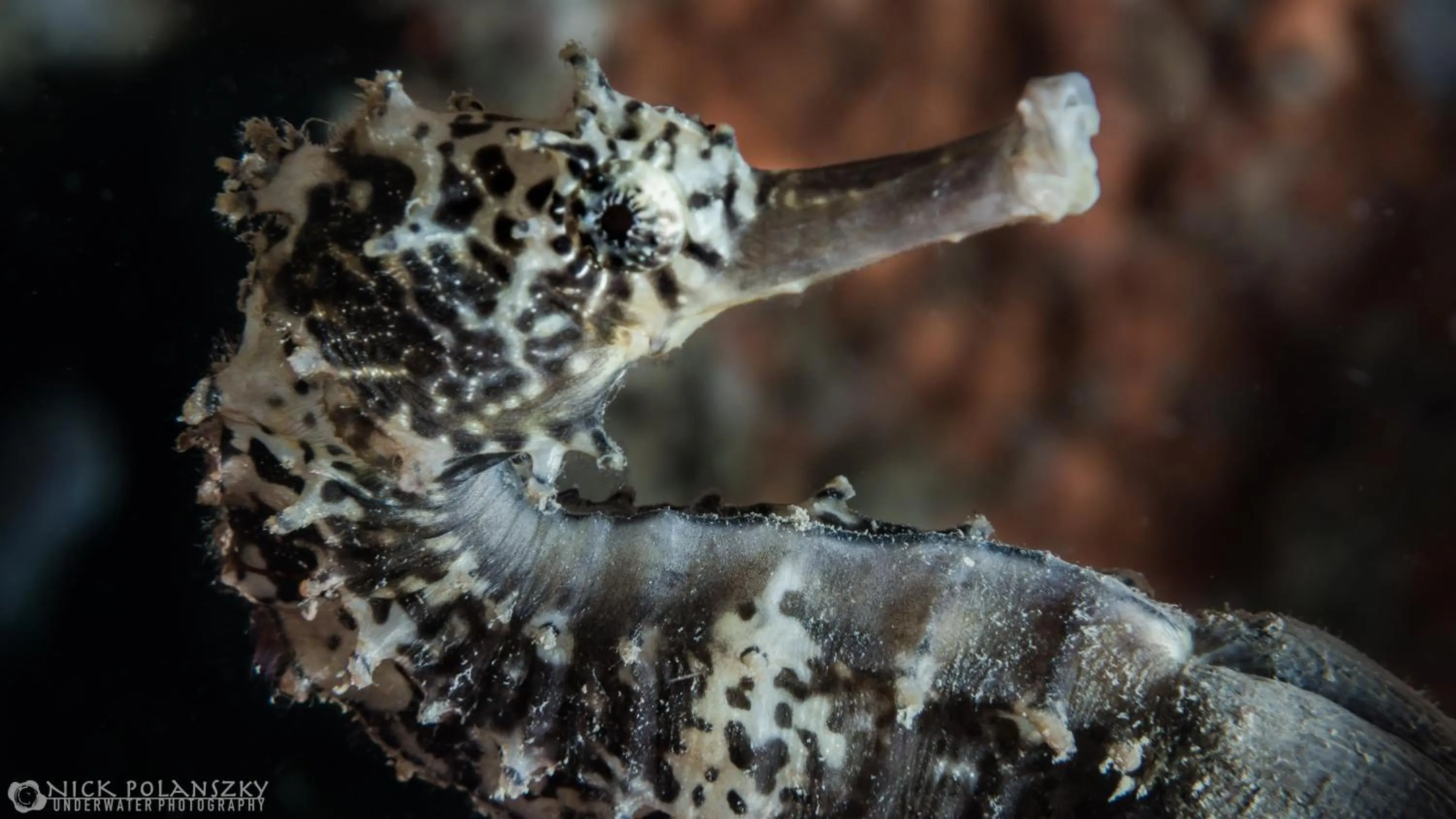 Diving in Forra Dive Resort Pattaya Beach