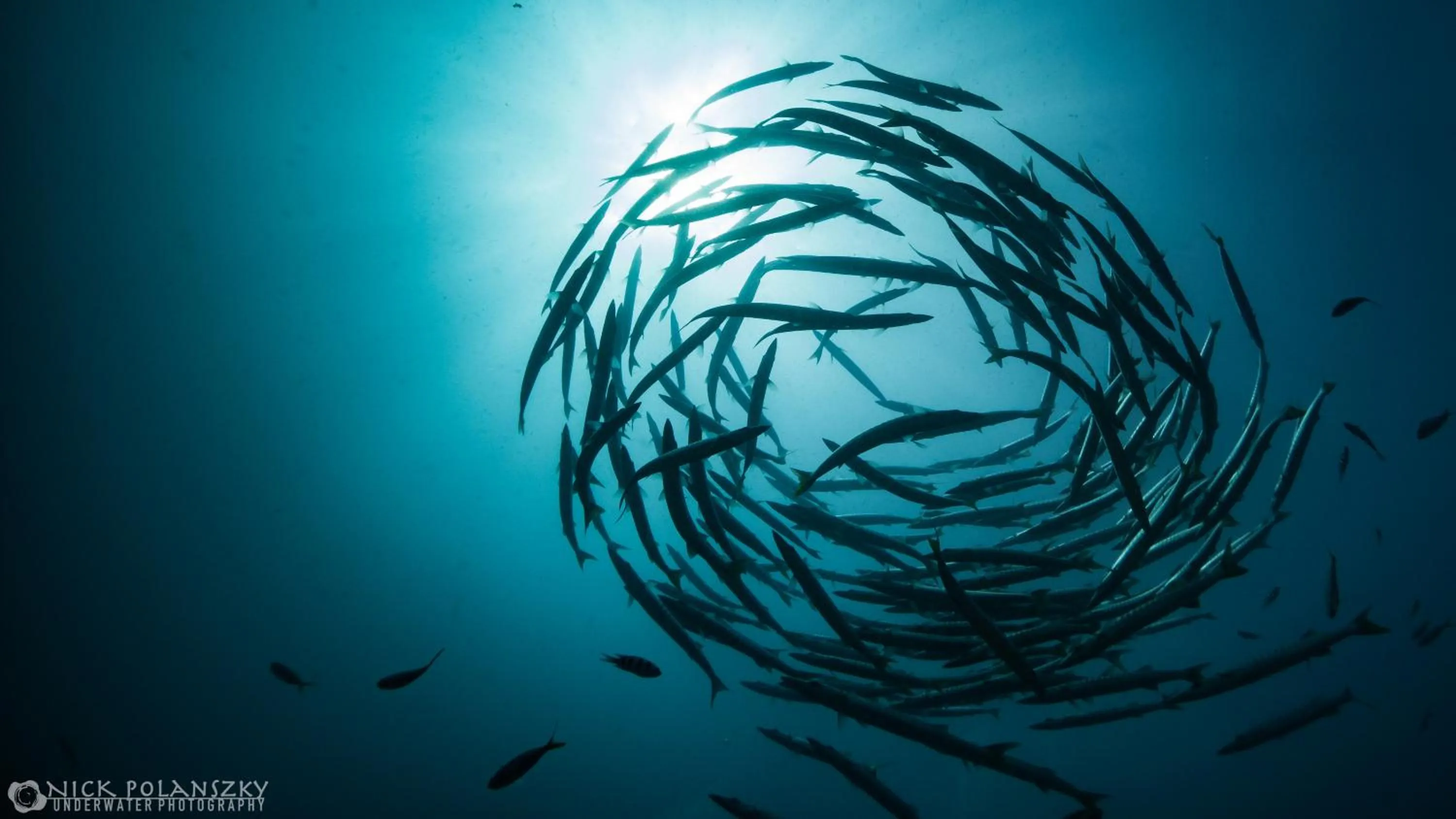 Diving in Forra Dive Resort Pattaya Beach