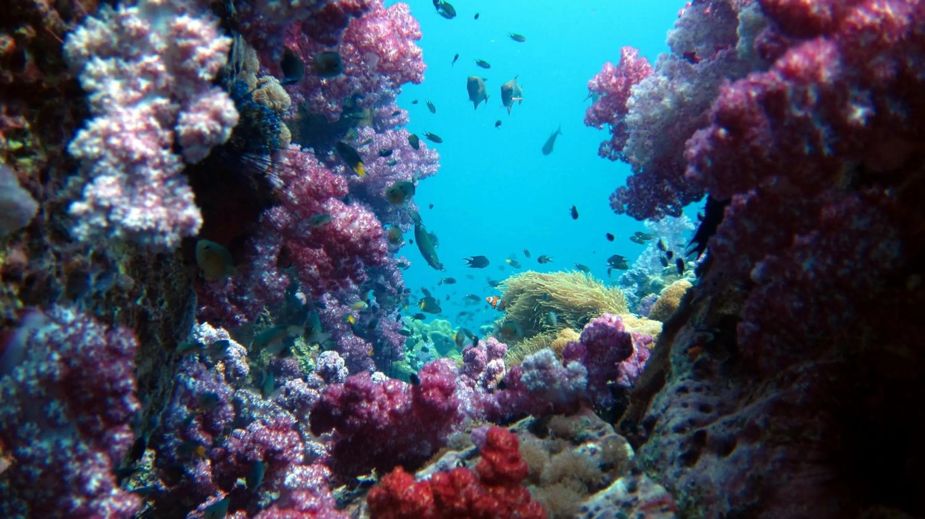 Diving in Forra Dive Resort Pattaya Beach