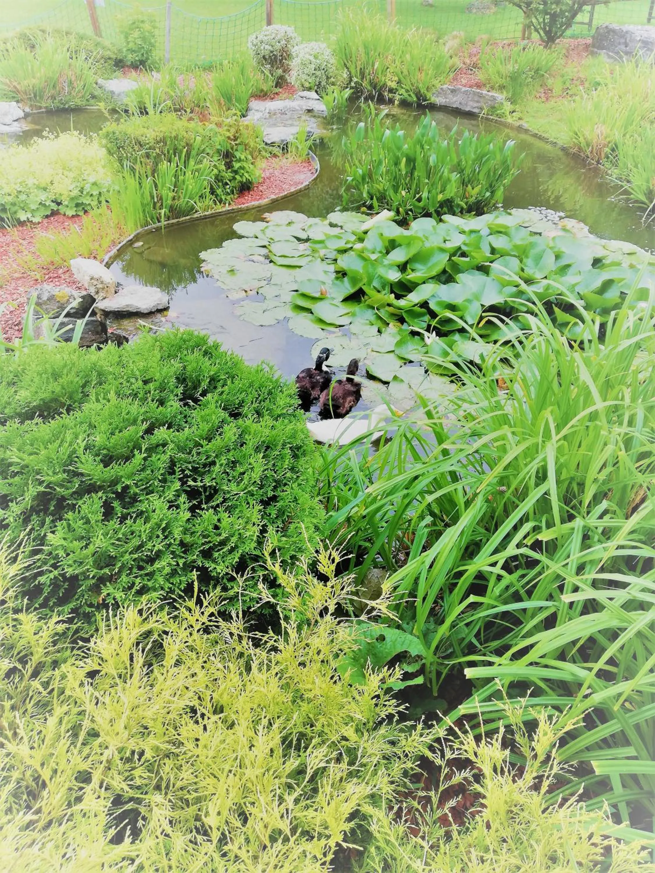 Garden in Hôtel La Côte d'Or