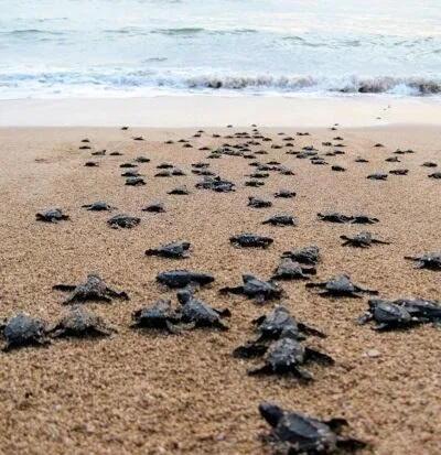 Turtle Paradise Villa