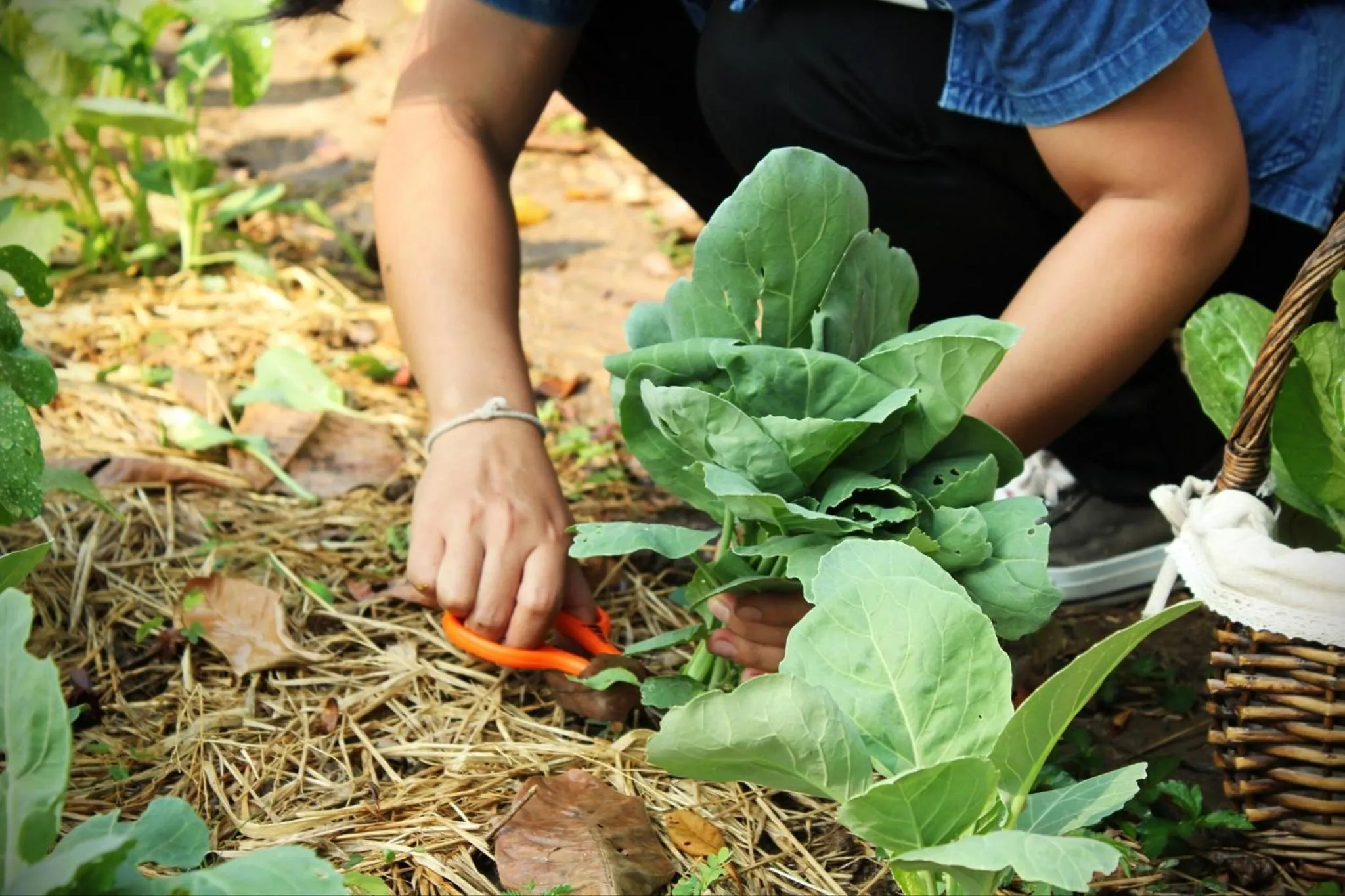 Sappraiwan Elephant Resort & Sanctuary