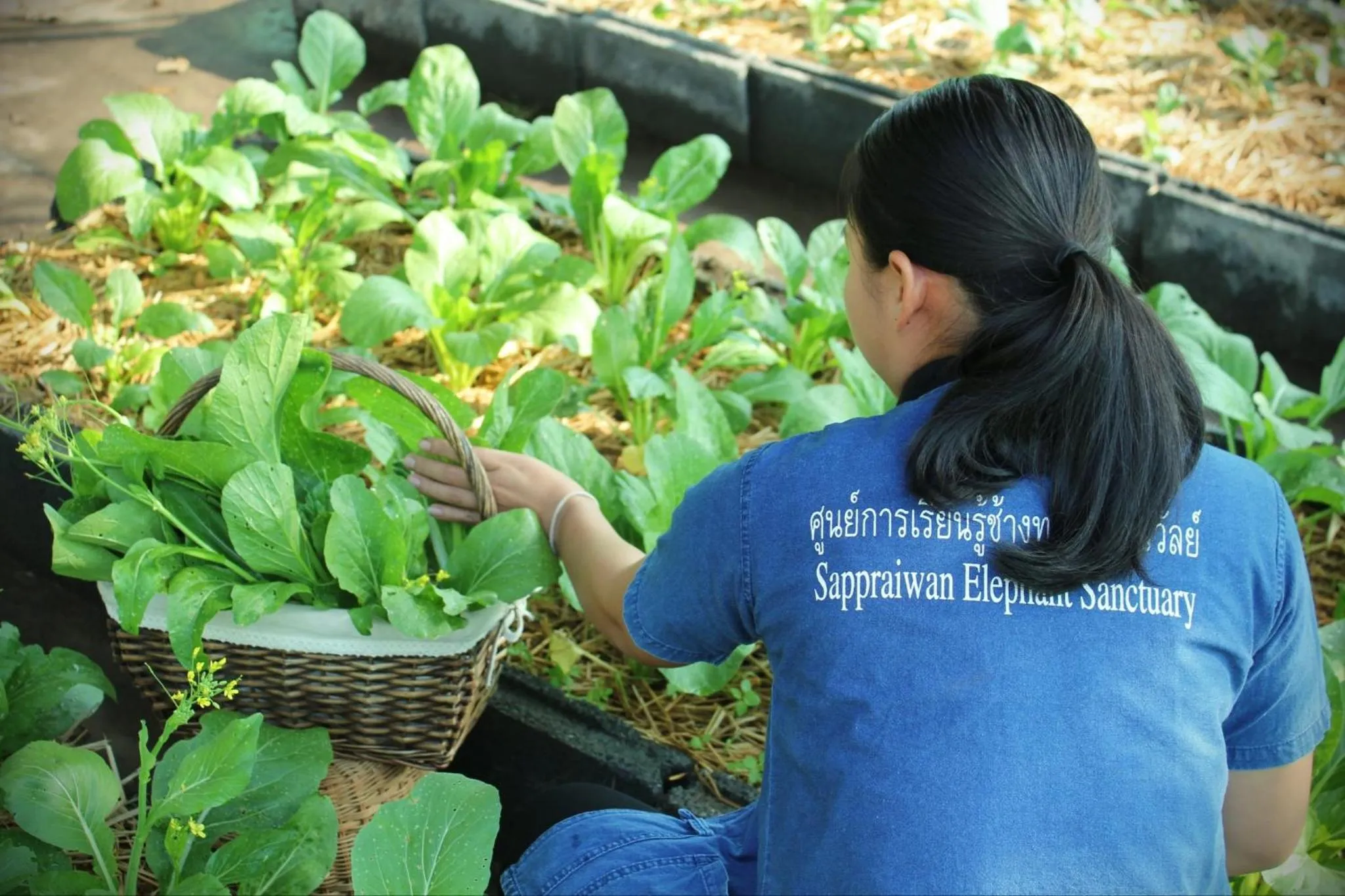 Sappraiwan Elephant Resort & Sanctuary