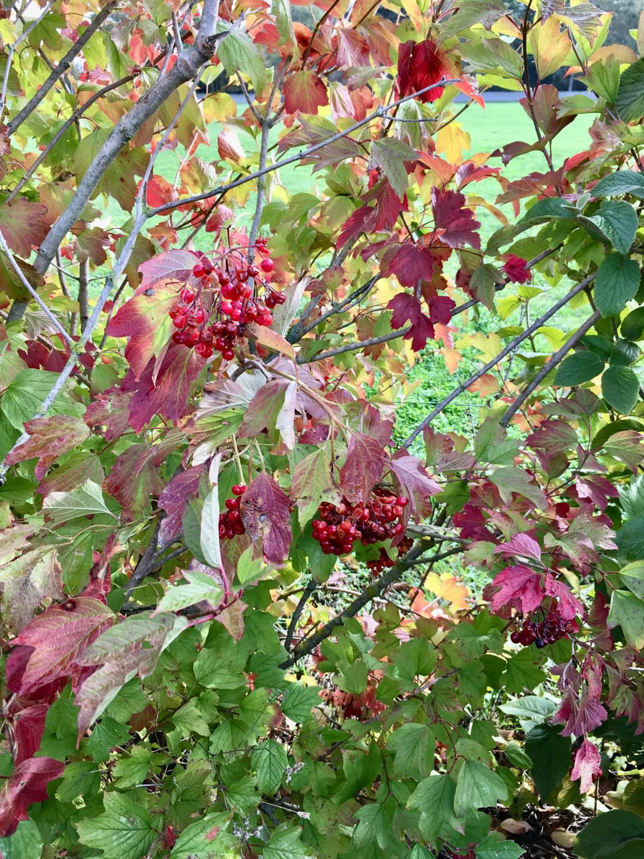 Natural landscape in La Maison Haute
