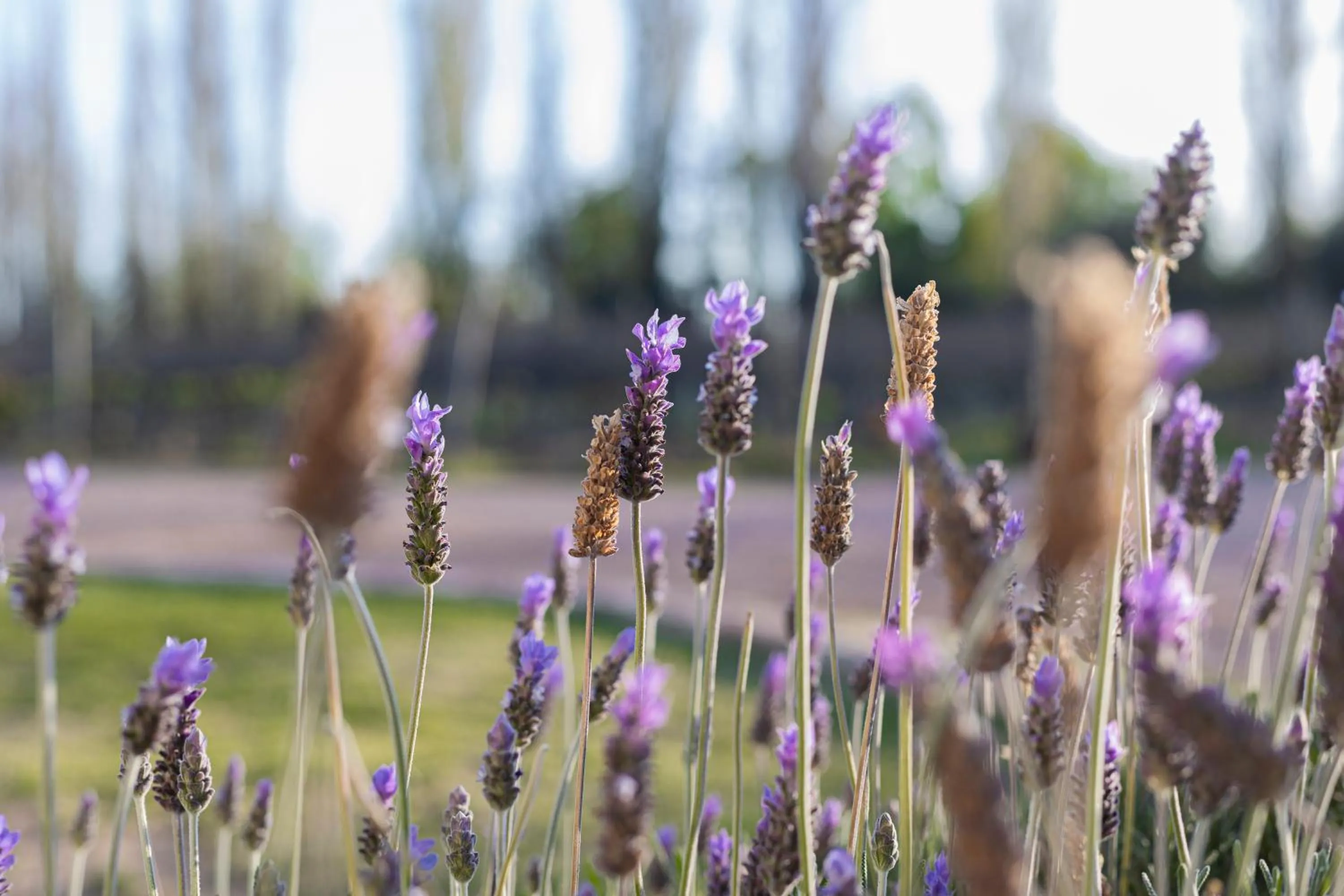 Garden in Algodon Wine Estates & Champions Club