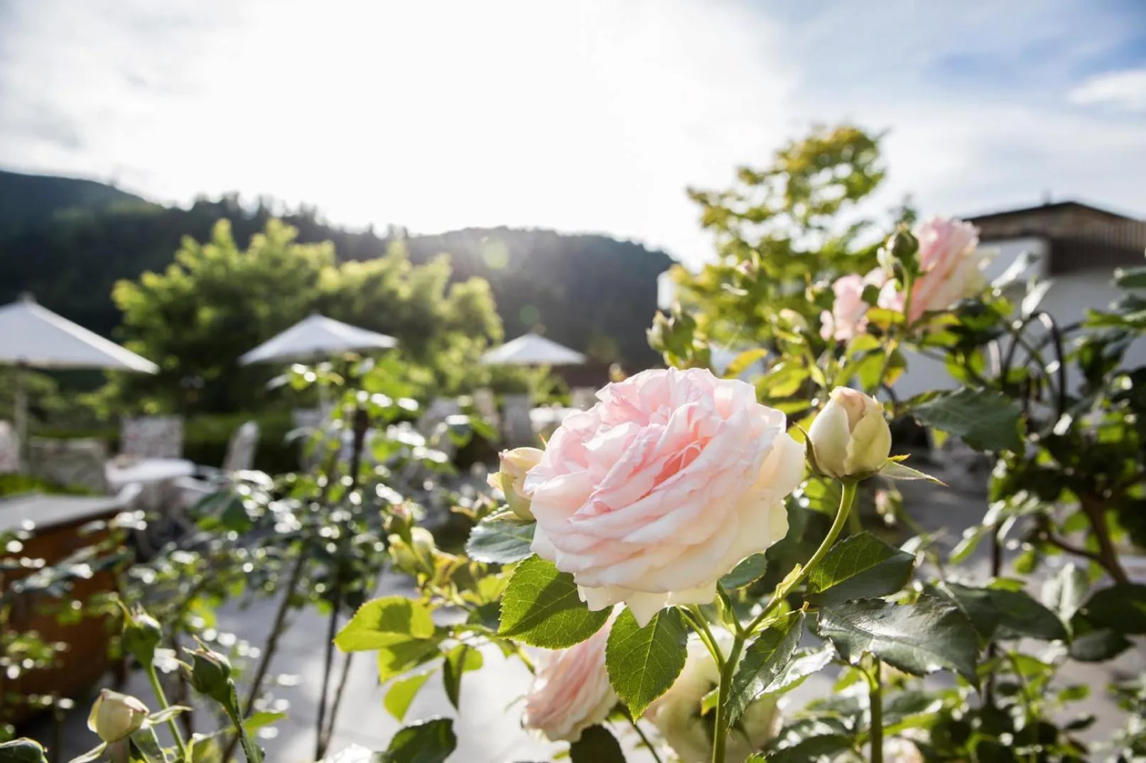 Garden view in Hotel Traube Tonbach