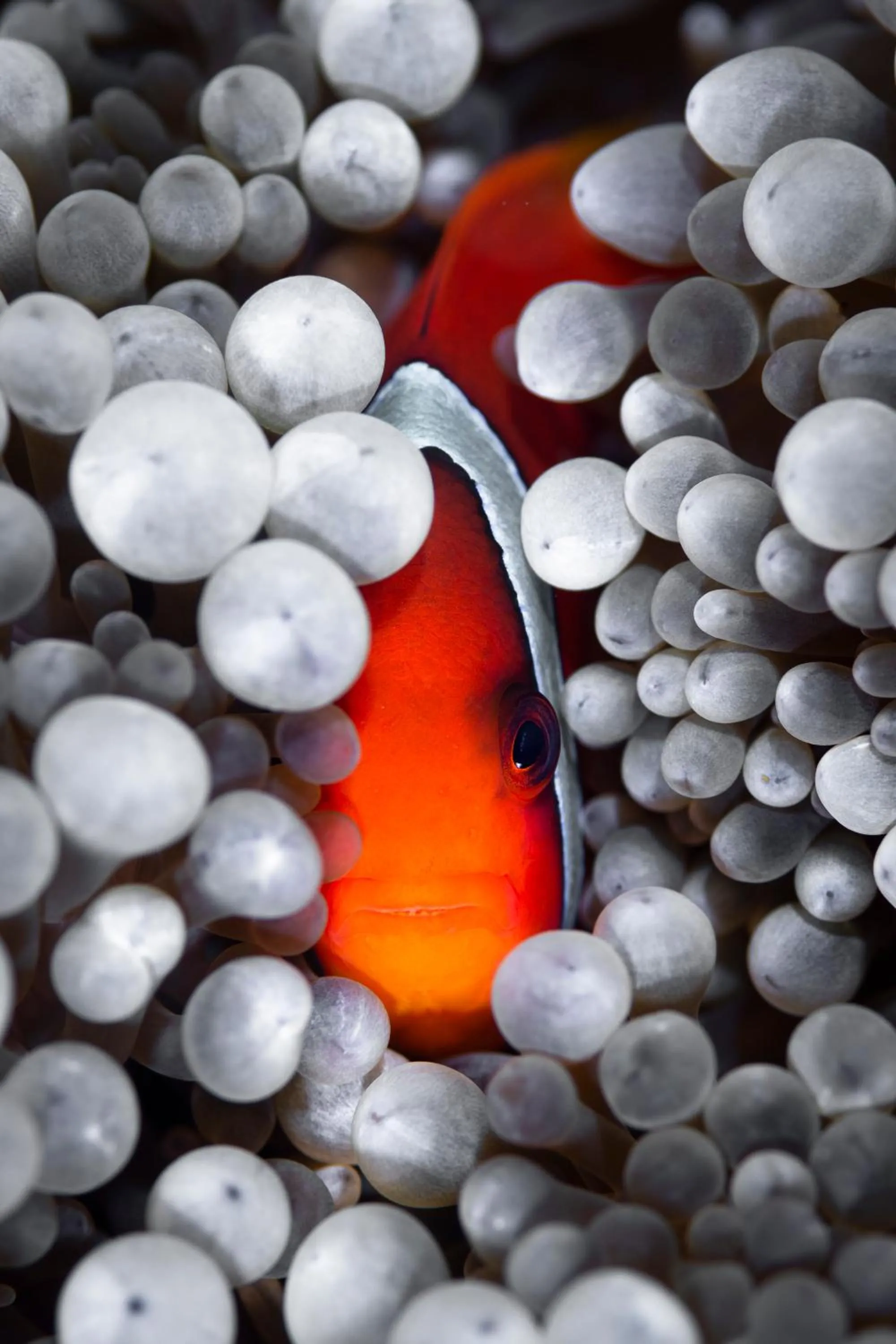 Diving in Emoha Dive Resort