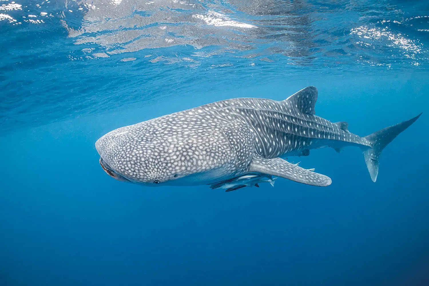 Diving in Emoha Dive Resort