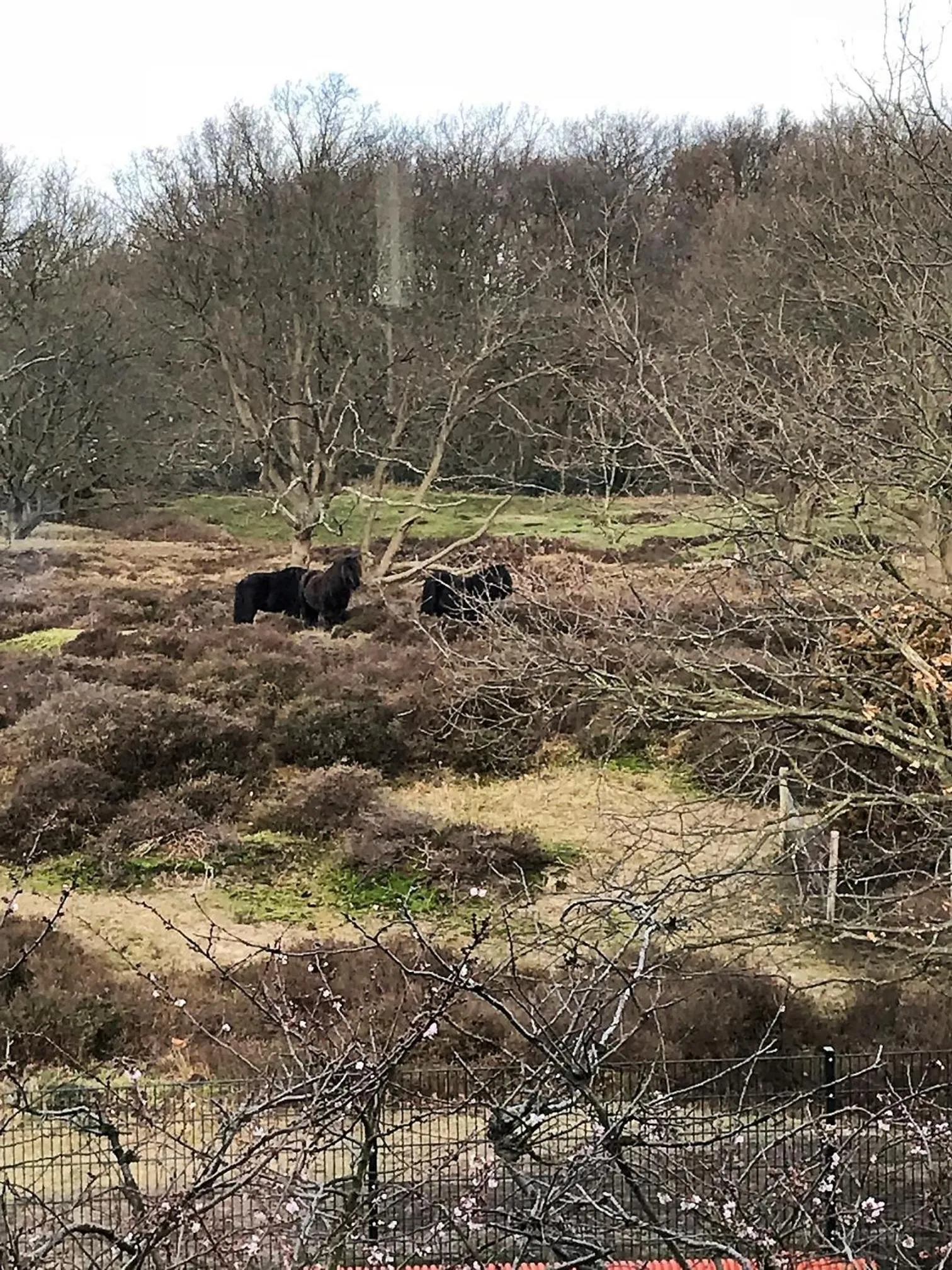 Natural landscape in B&B Ereprijs