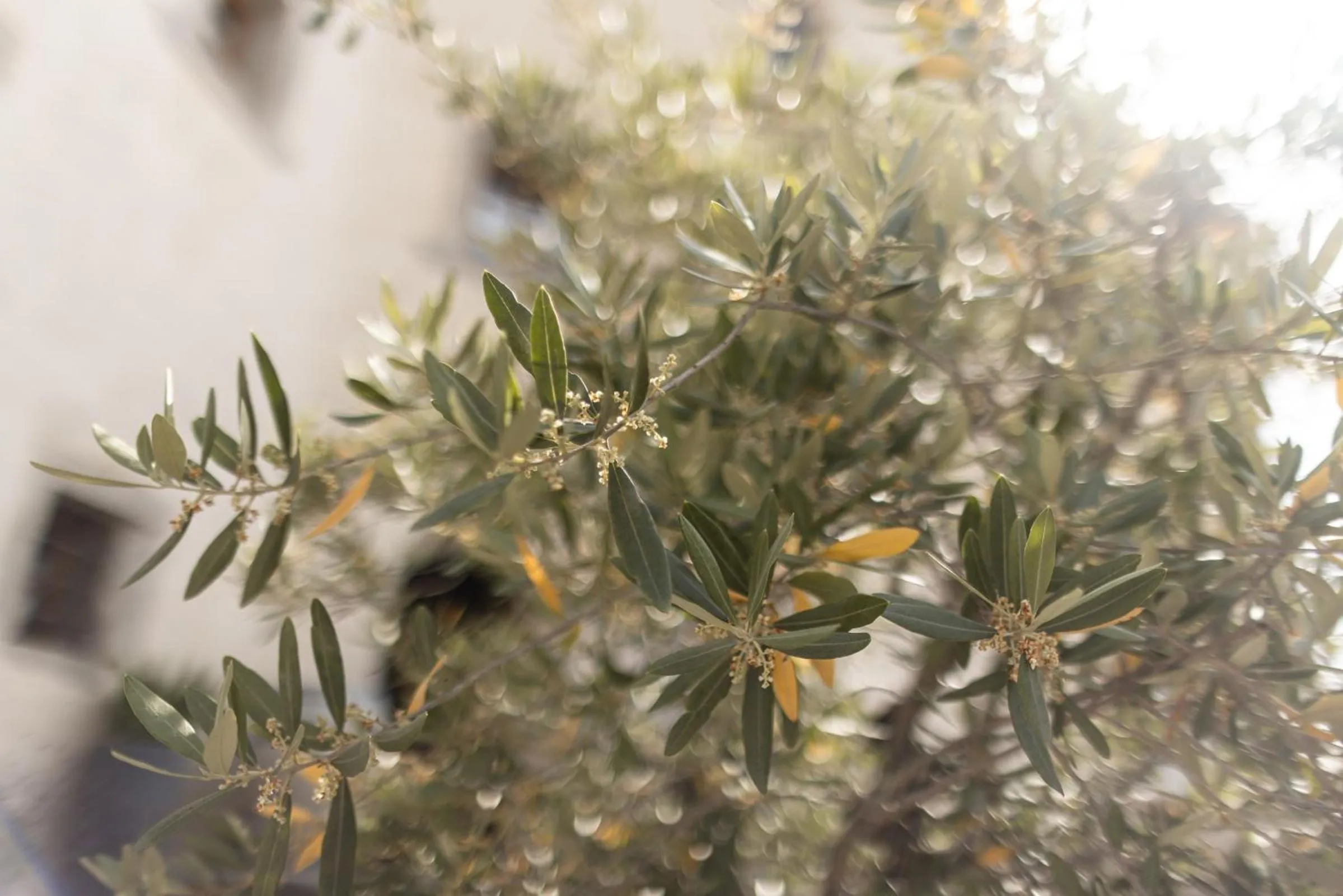 Balcony/Terrace in Hotel Ansitz Steinbock