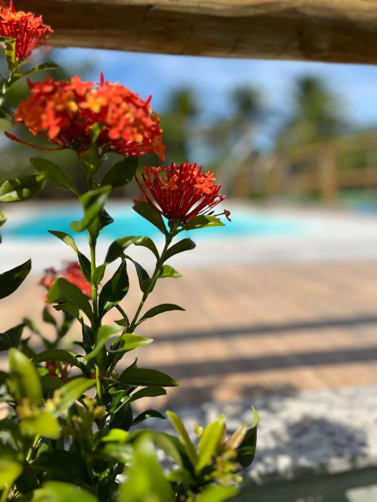 Spring in Vila das Mangabeiras Corumbau