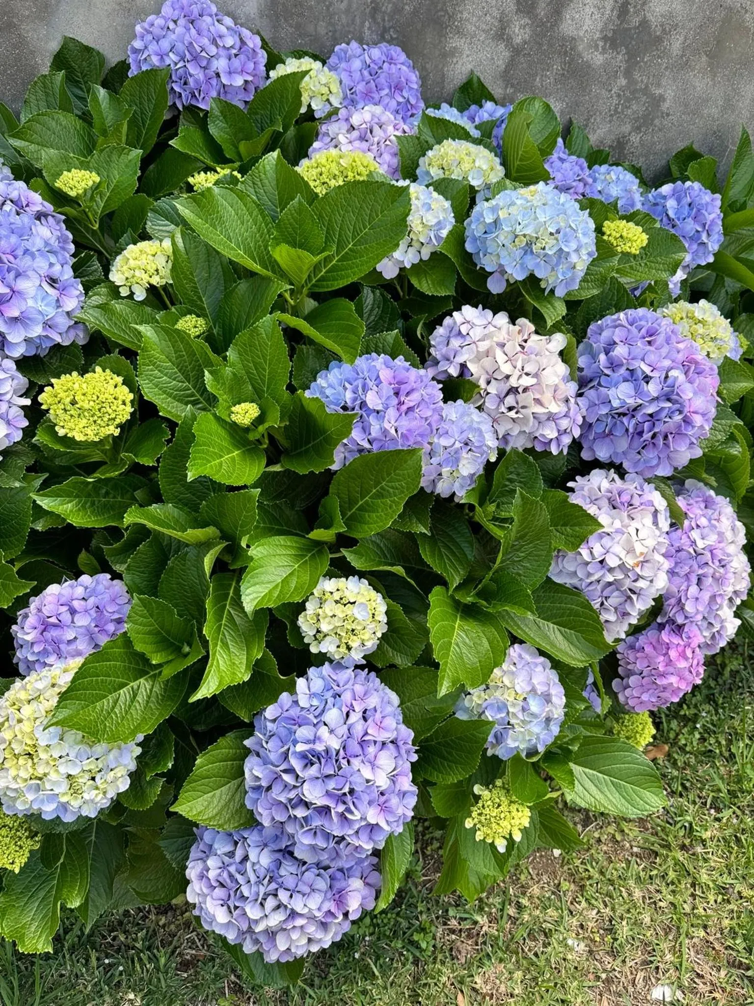 Garden in Baía das Caldeirinhas