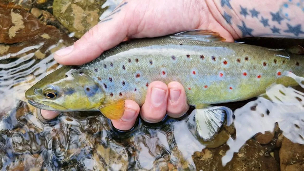 Fishing in Fox & Hounds Country Hotel