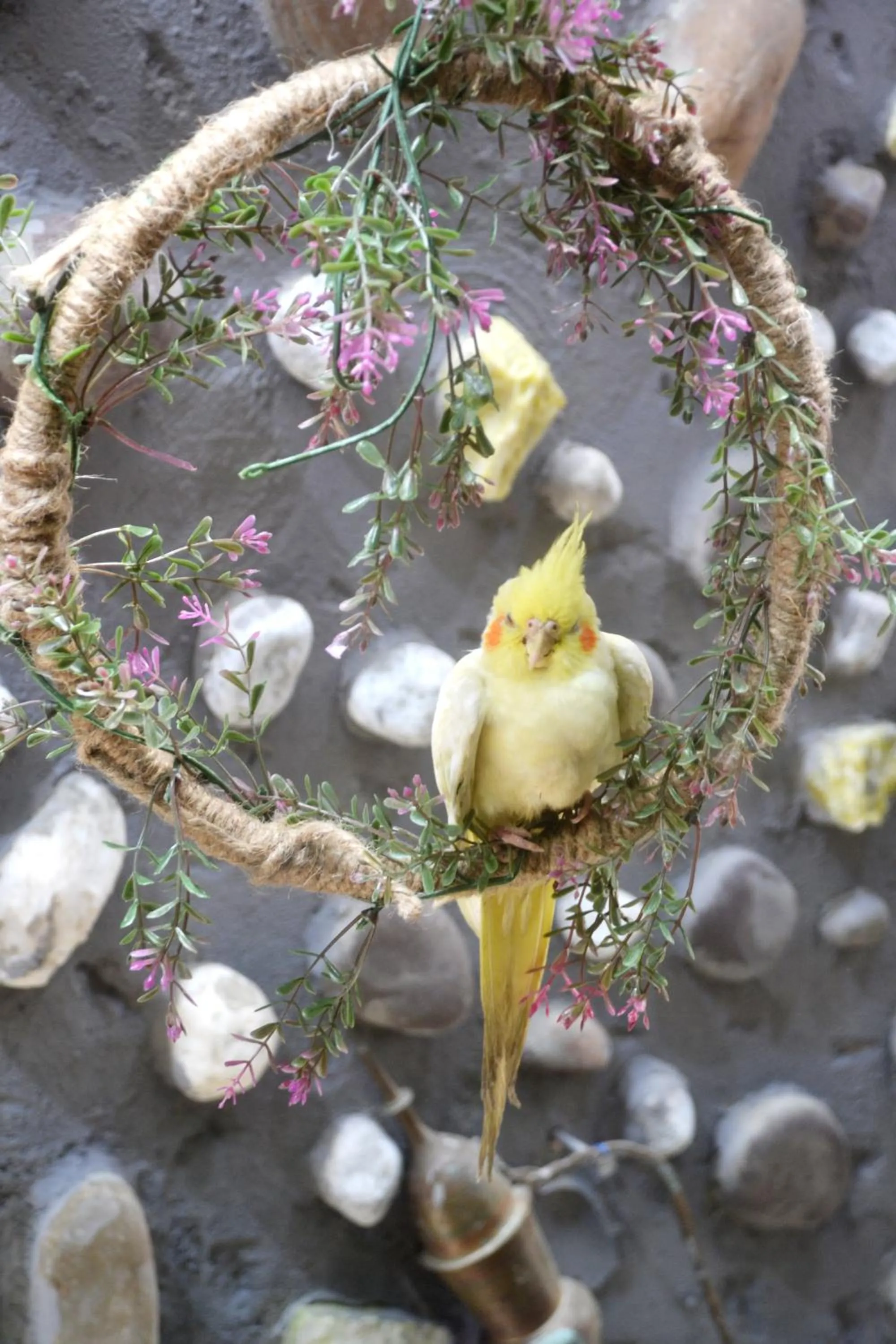 Animals in Peace Inn Chennai