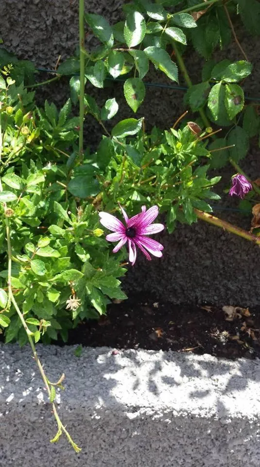 Paraiso das Flores