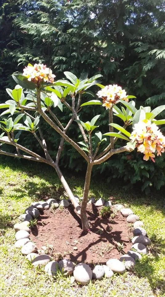 Paraiso das Flores