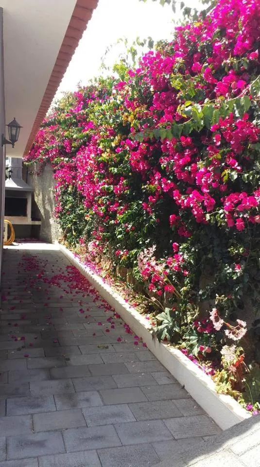 Paraiso das Flores