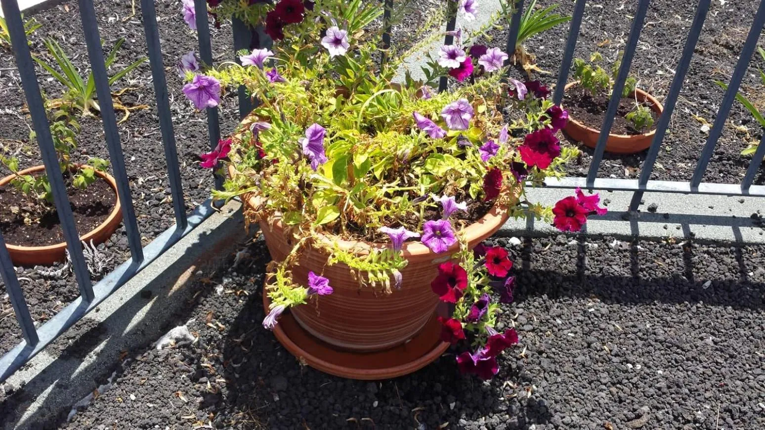 Paraiso das Flores