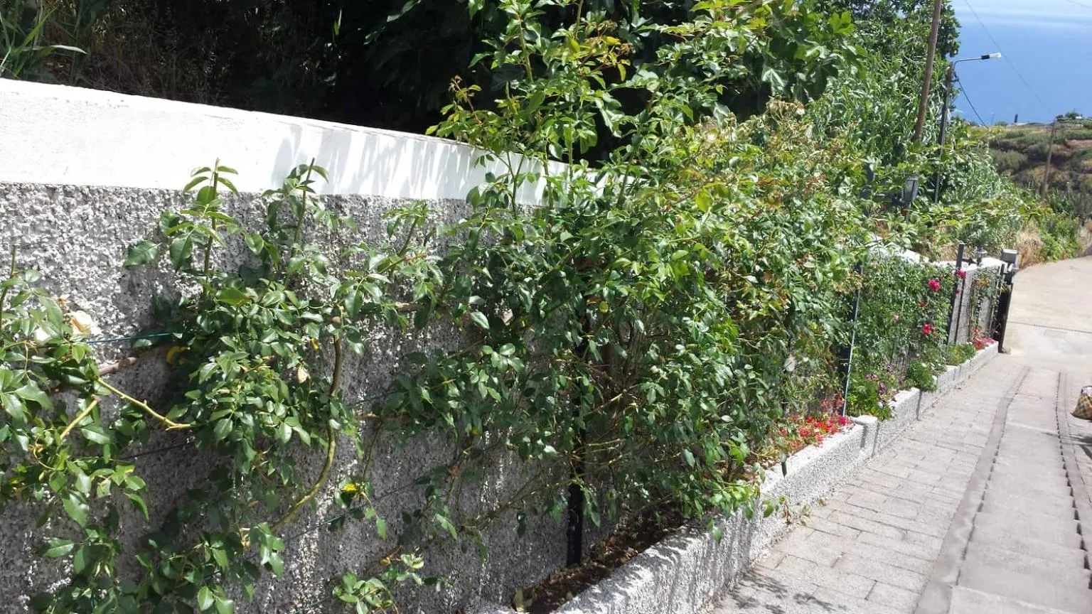 Paraiso das Flores