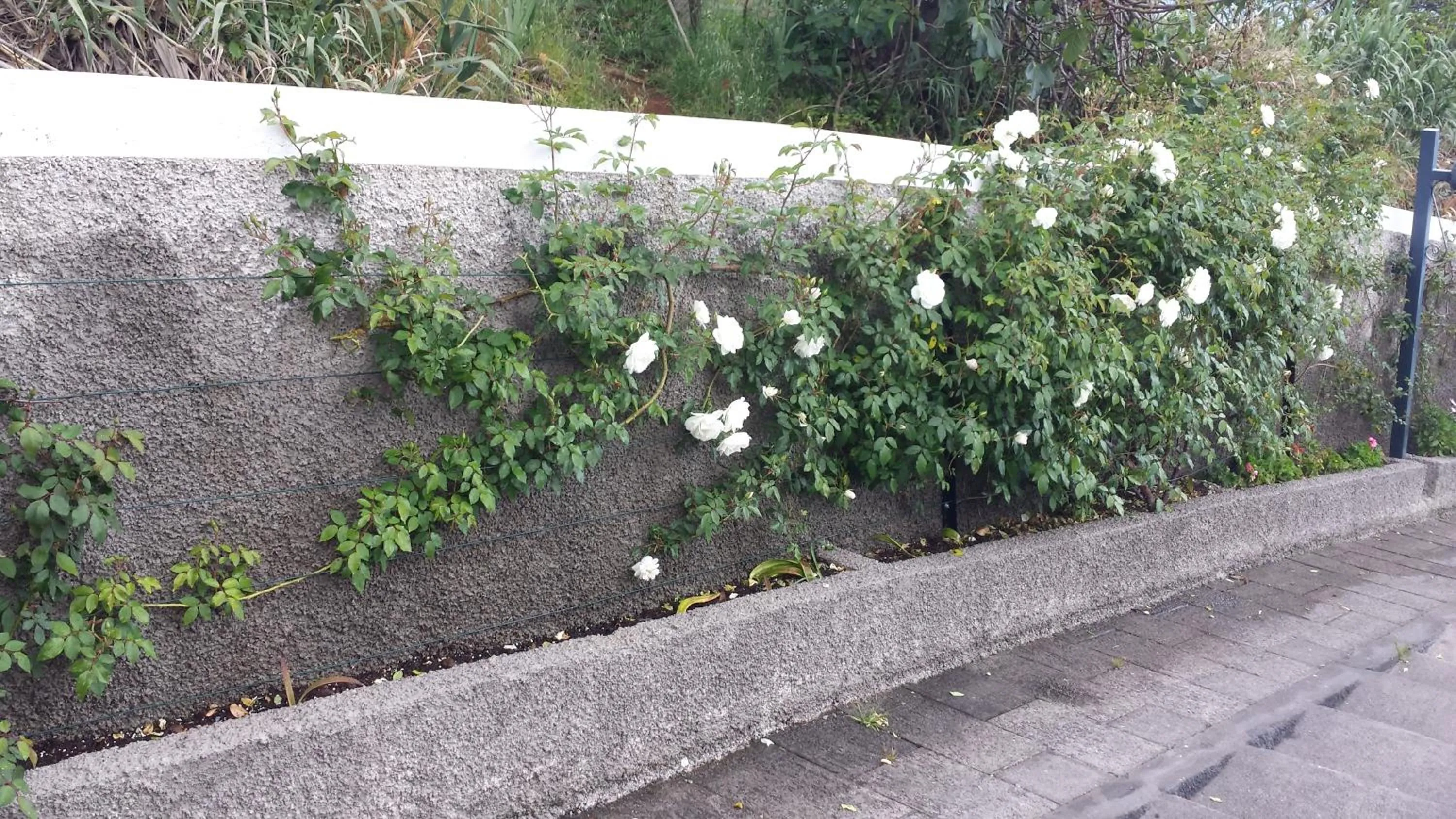 Spring in Paraiso das Flores