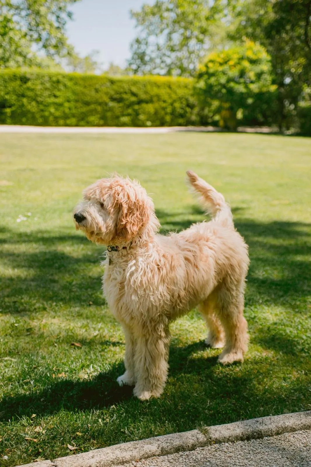 Pets in Chateau de Varenne