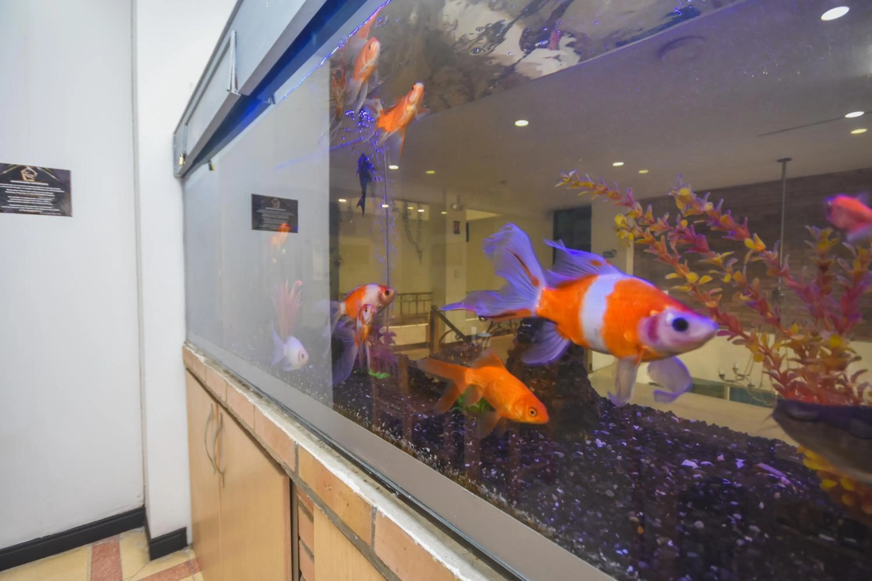 Animals in Hotel Estadio Real