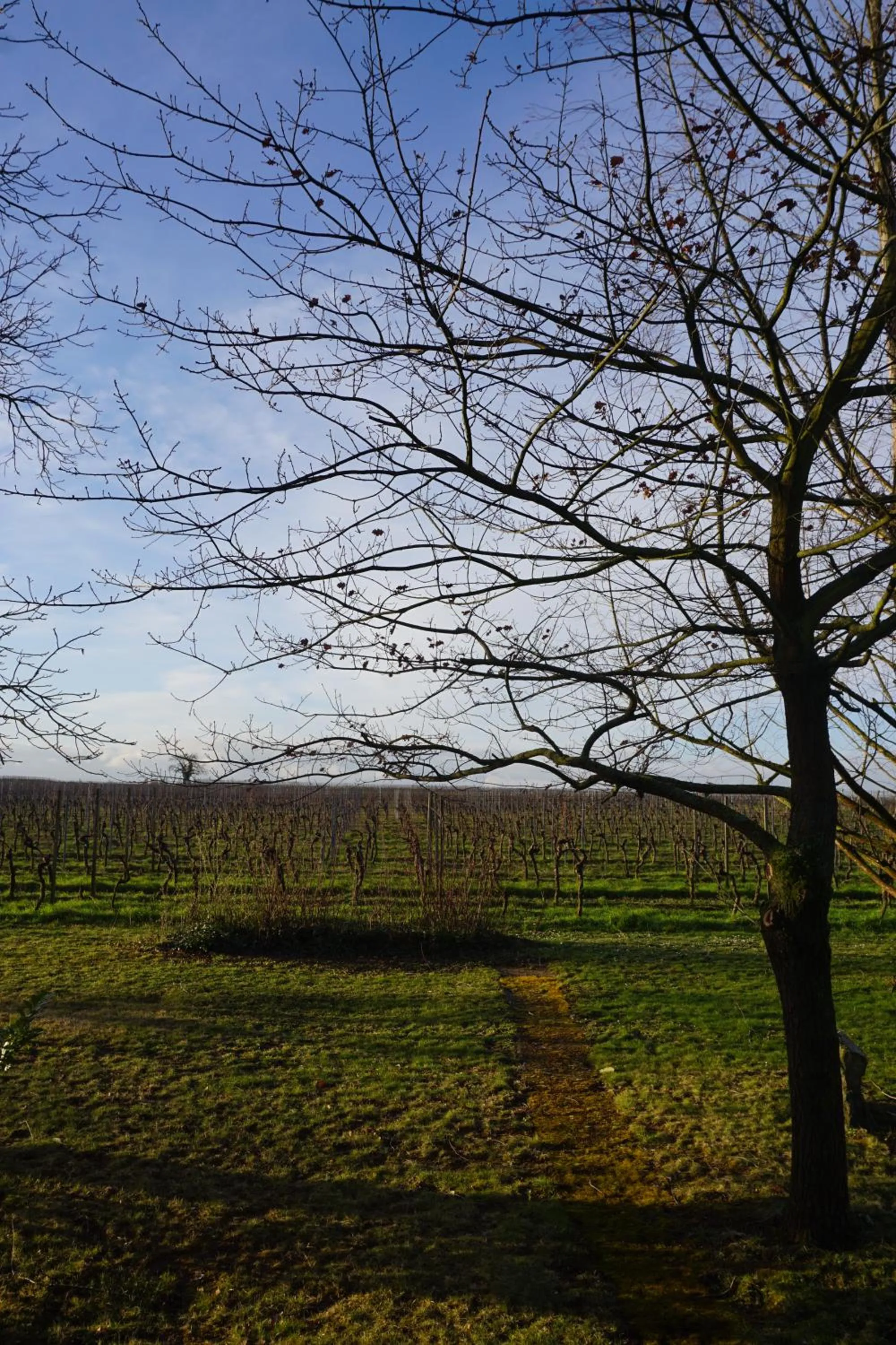 Garden view in Gästehaus Eschment