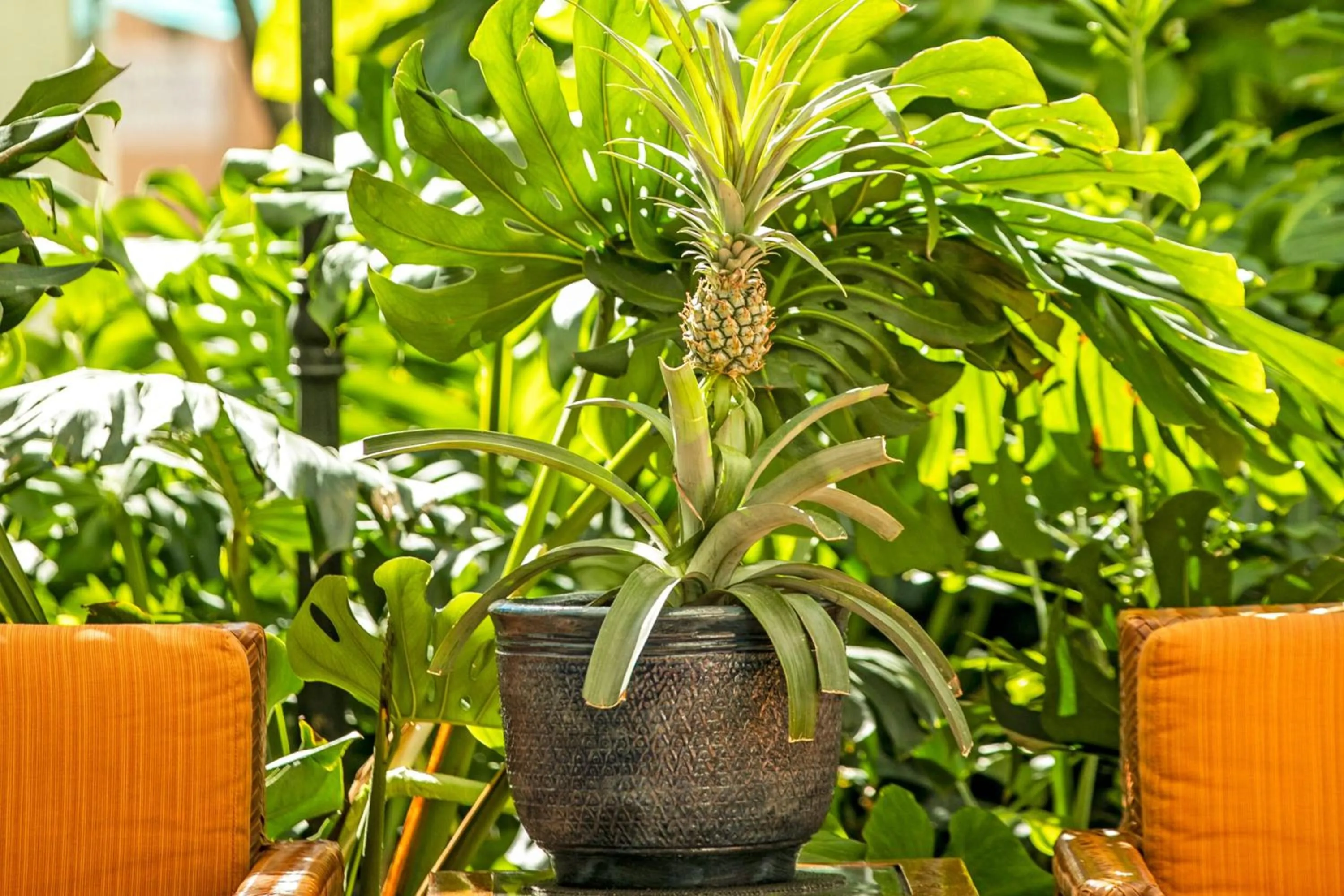 Garden in Oasis Hotel Waikiki