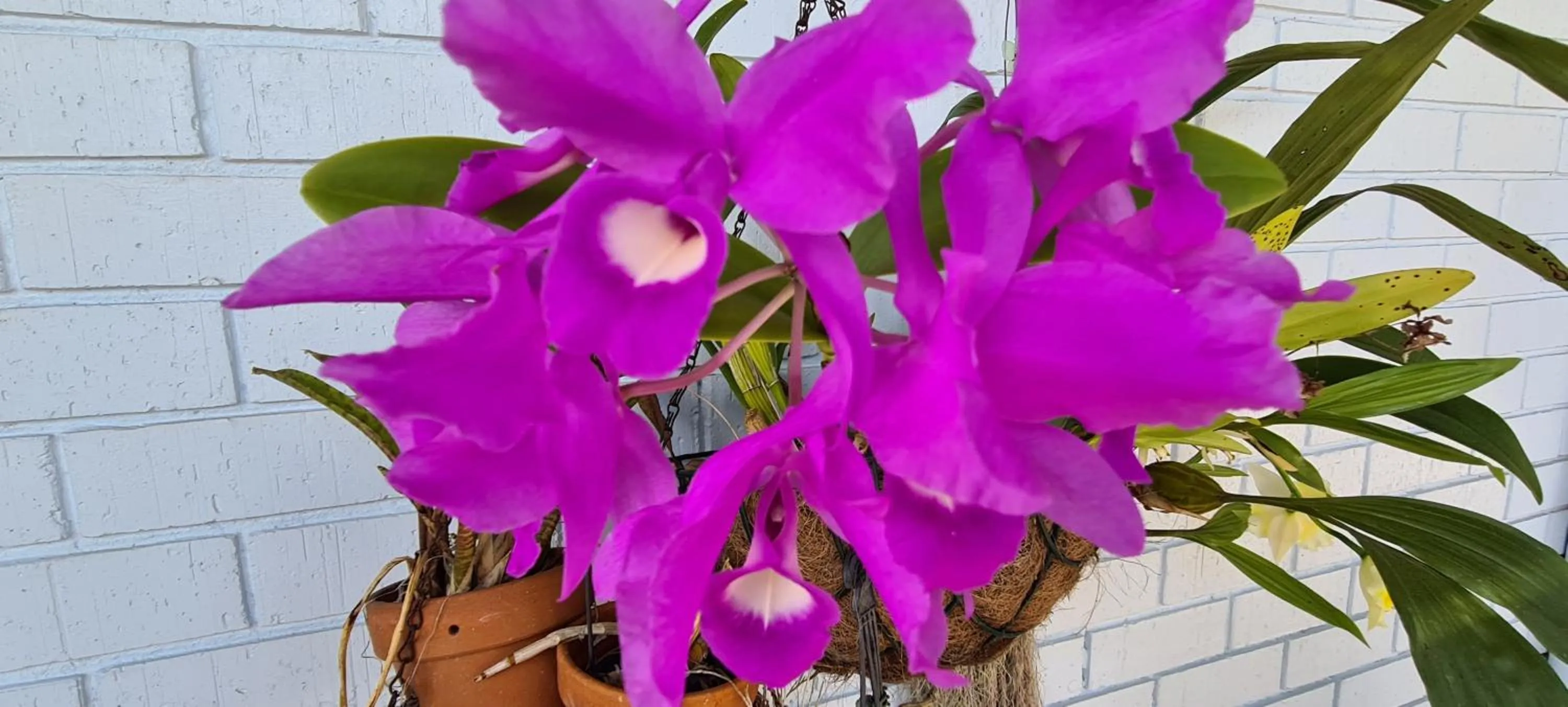 Garden in Cardwell Beachfront Motel