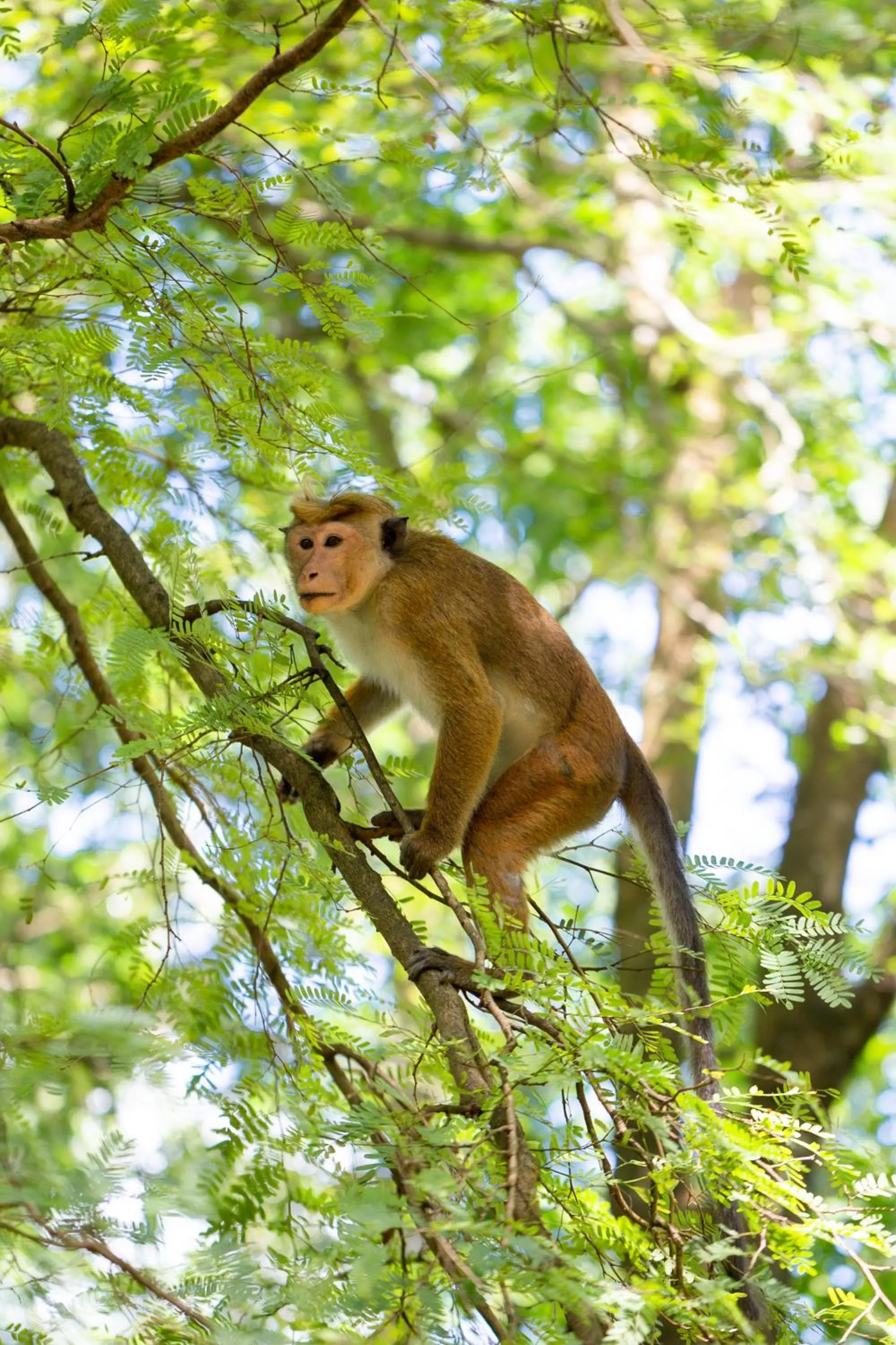 Camellia Resort And Spa