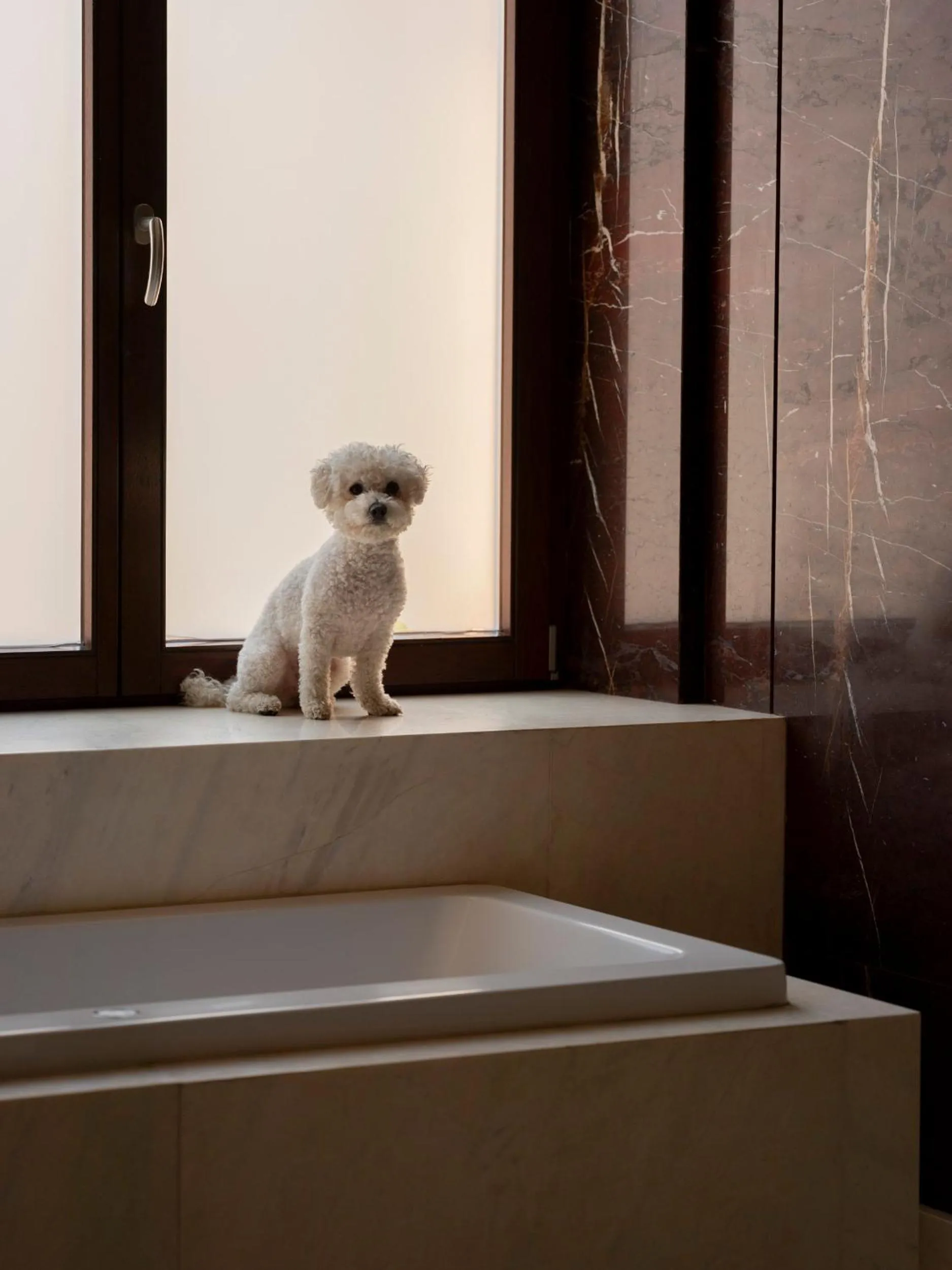 Pets in Hotel Monopol