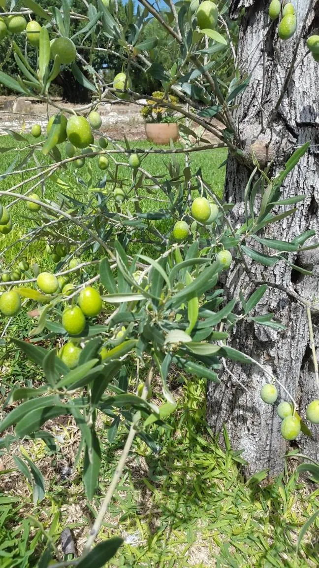 Agriturismo Masseria Sant' Elia