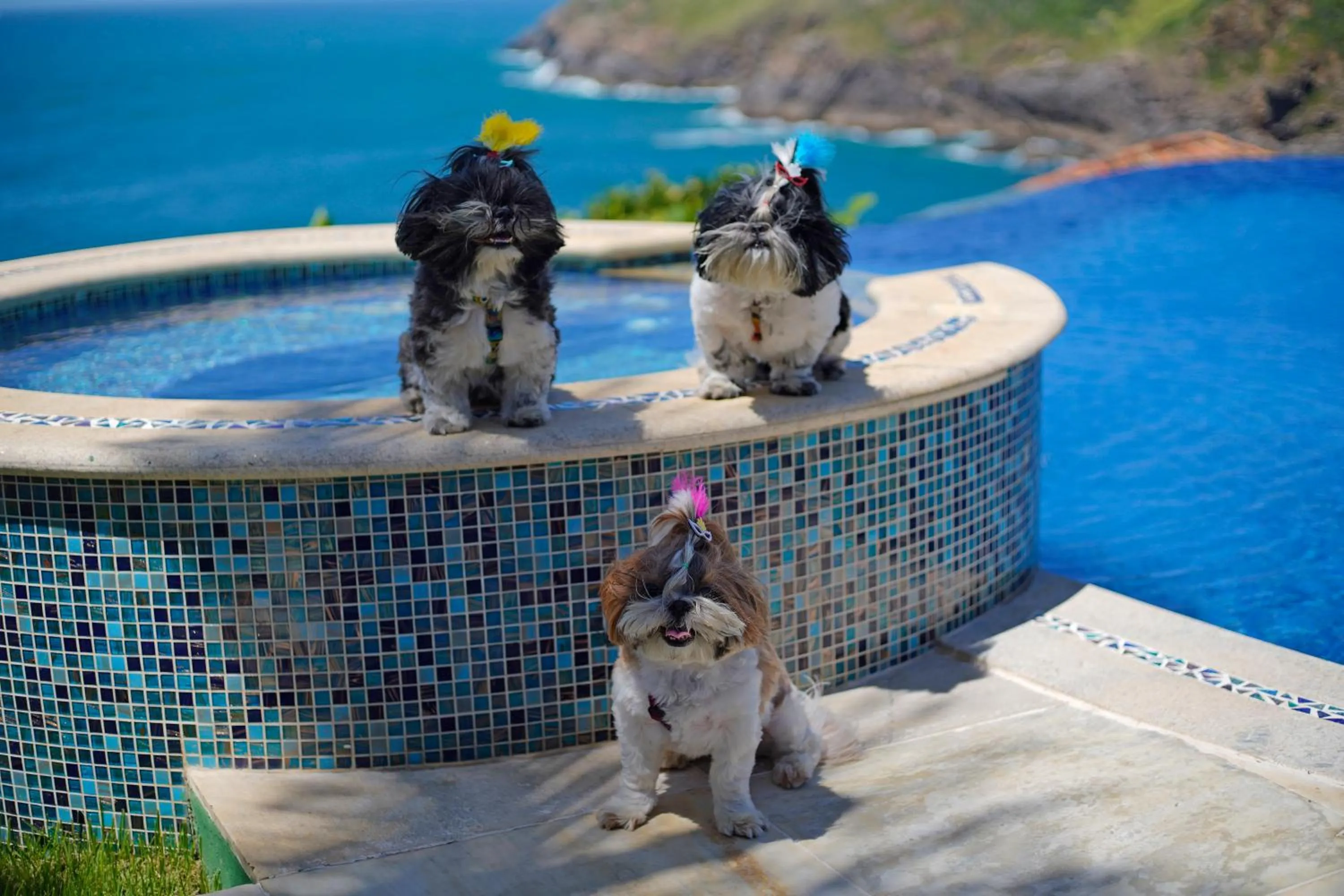 Pets in Cliffside Luxury Inn