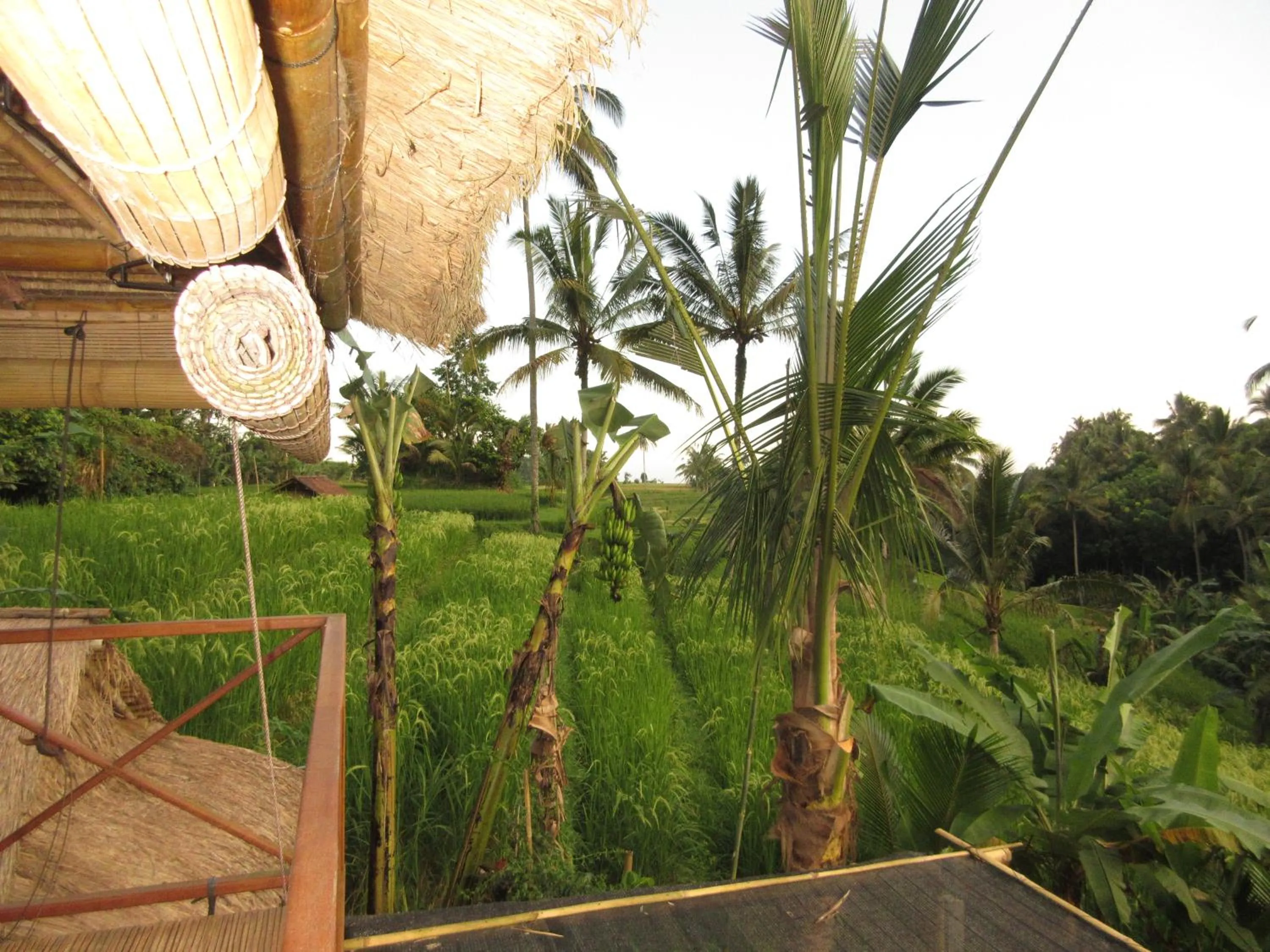 Garden view in Babahan Farmstay