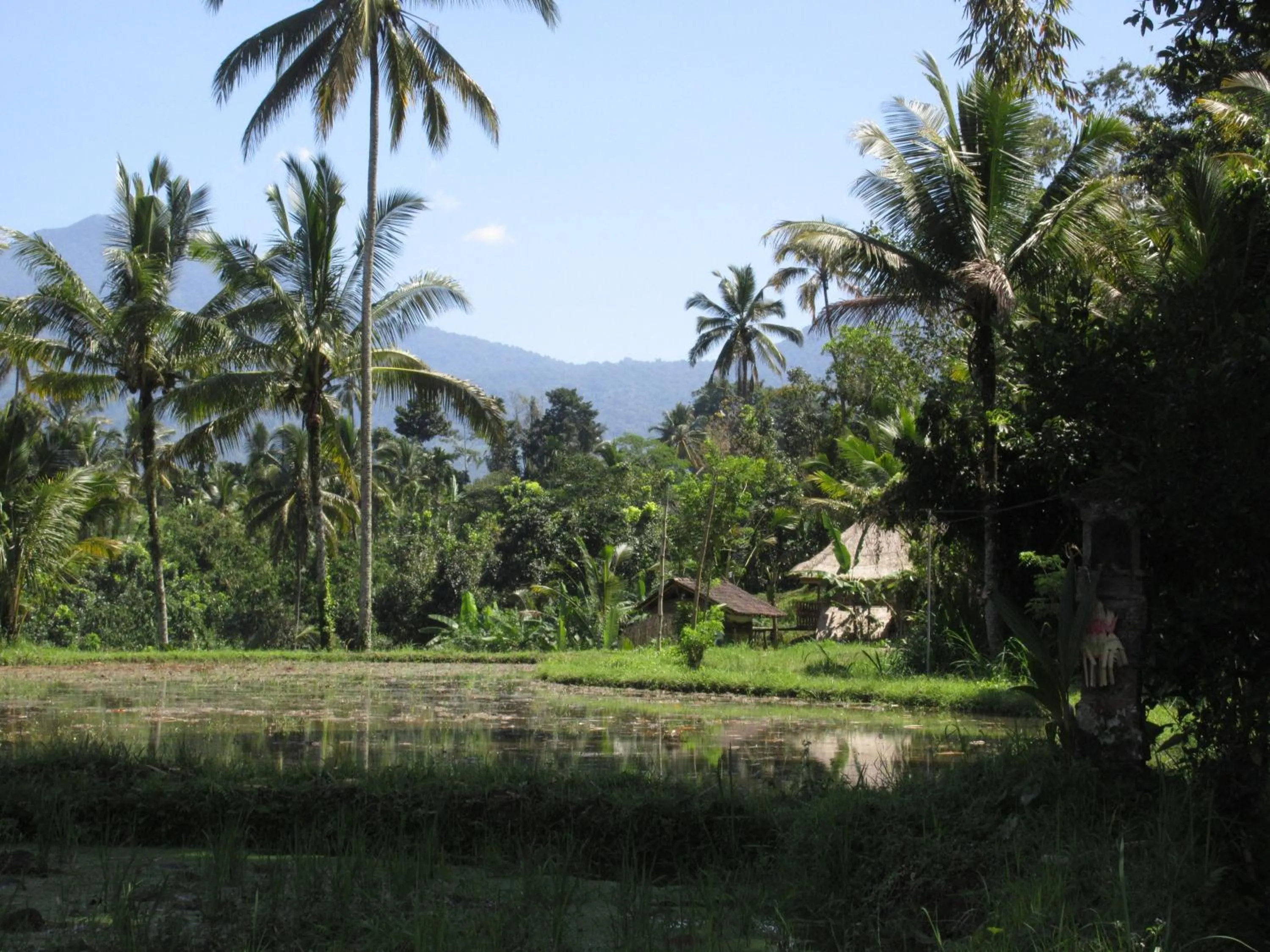 Natural landscape in Babahan Farmstay