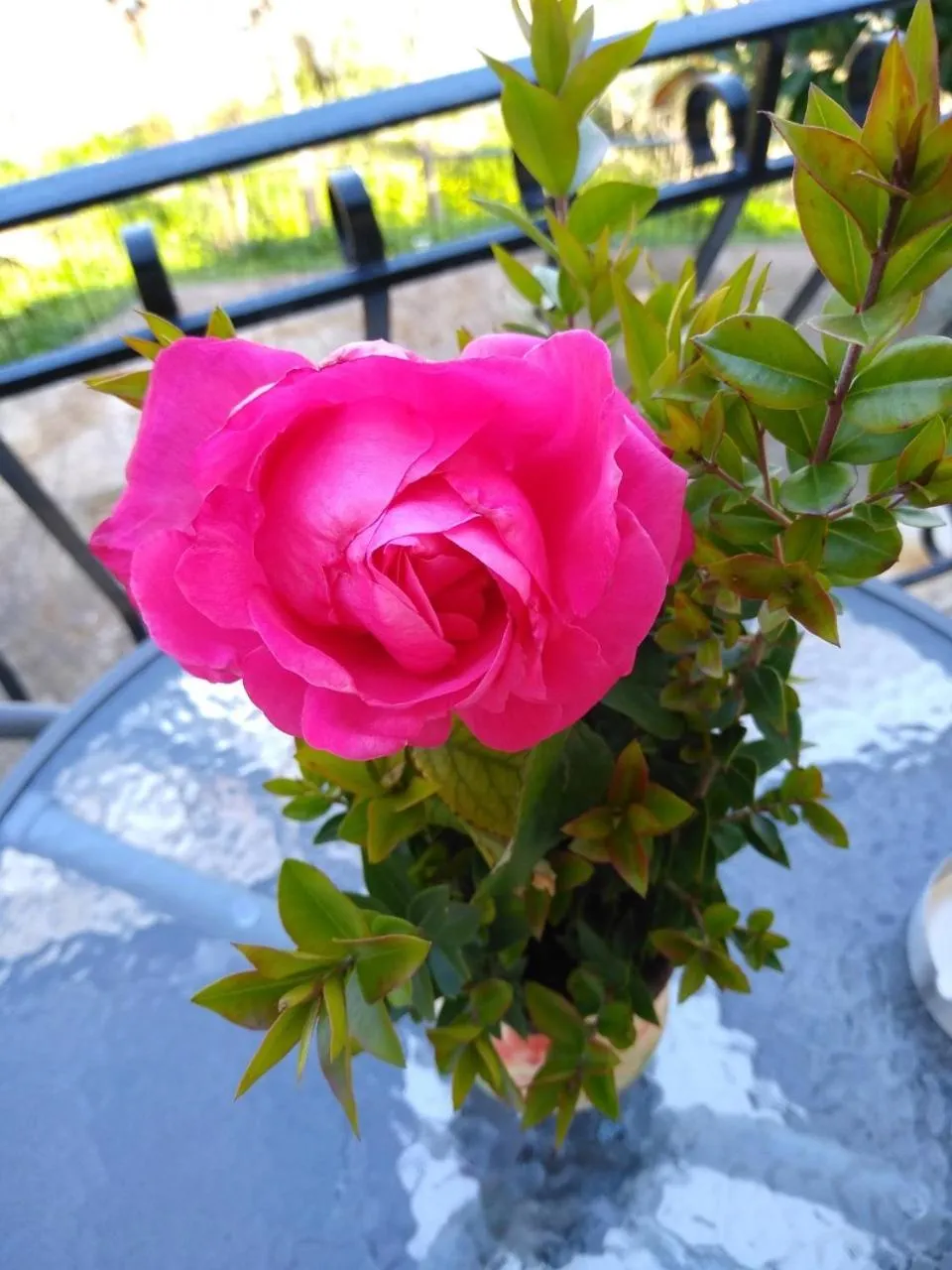 mare di zante "mare di levante"