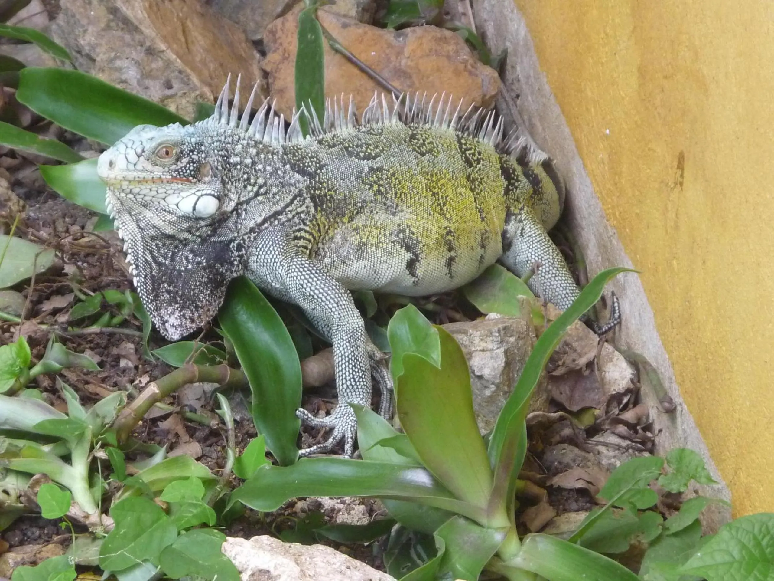 Day in Happy Turtle Apartments